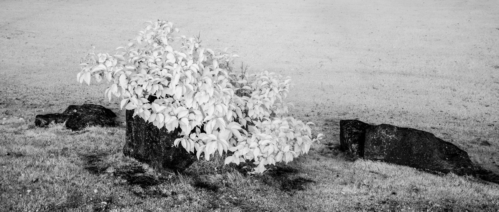 Canon EOS-1D Mark II sample photo. Shrub and rock photography