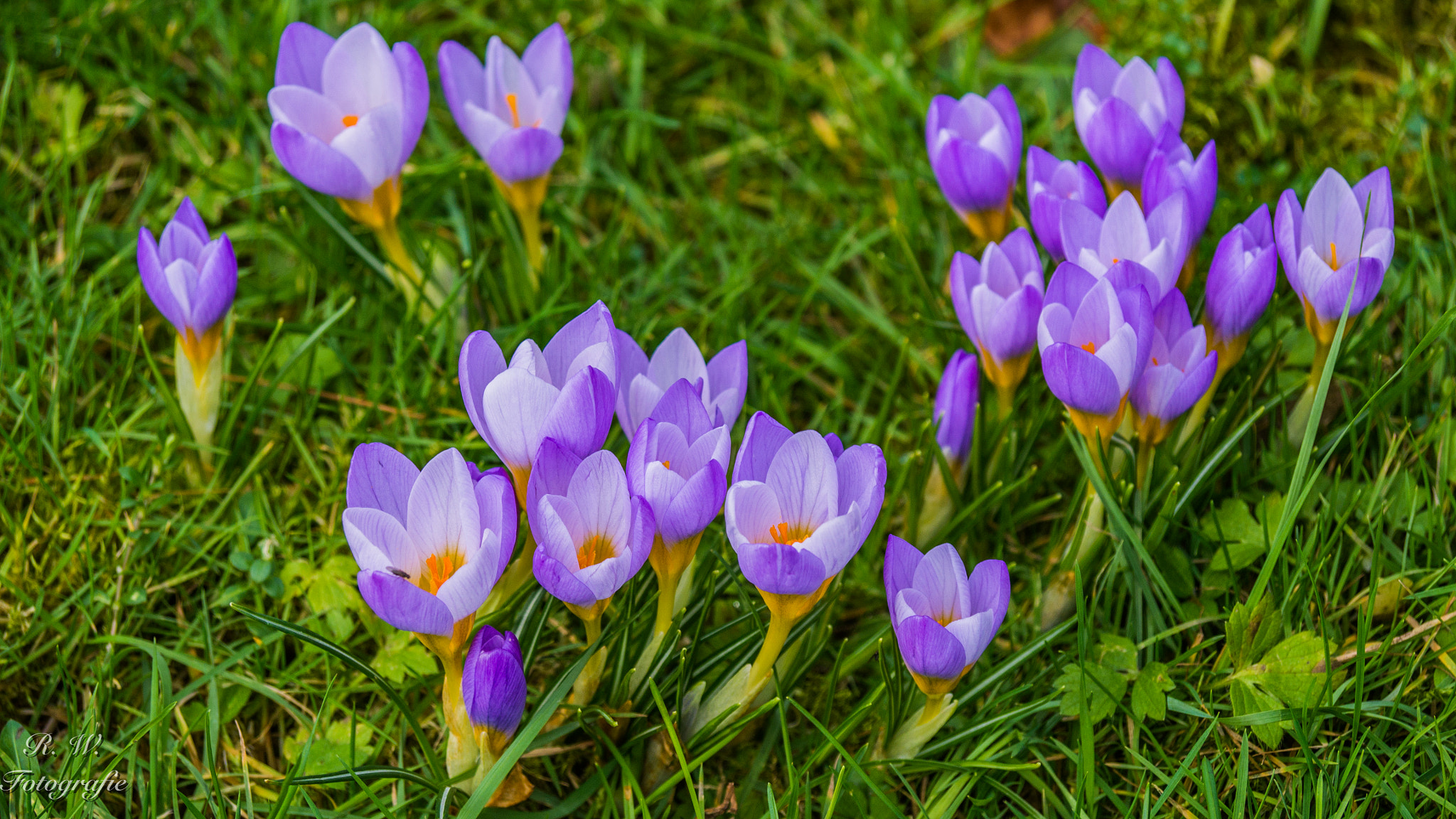 Panasonic Lumix DMC-GH3 sample photo. Krokusse photography