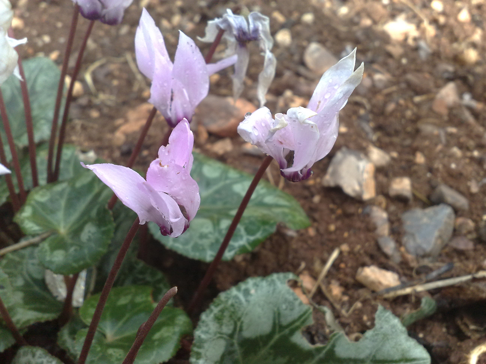 Nokia 6220c-1 sample photo