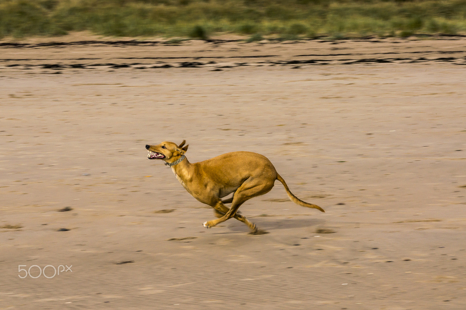 Sony SLT-A55 (SLT-A55V) + Tamron AF 28-105mm F4-5.6 [IF] sample photo. Live to run photography