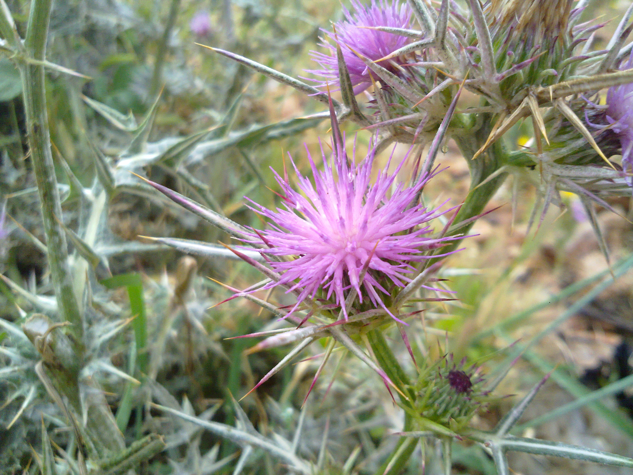 Nokia N86 8MP sample photo