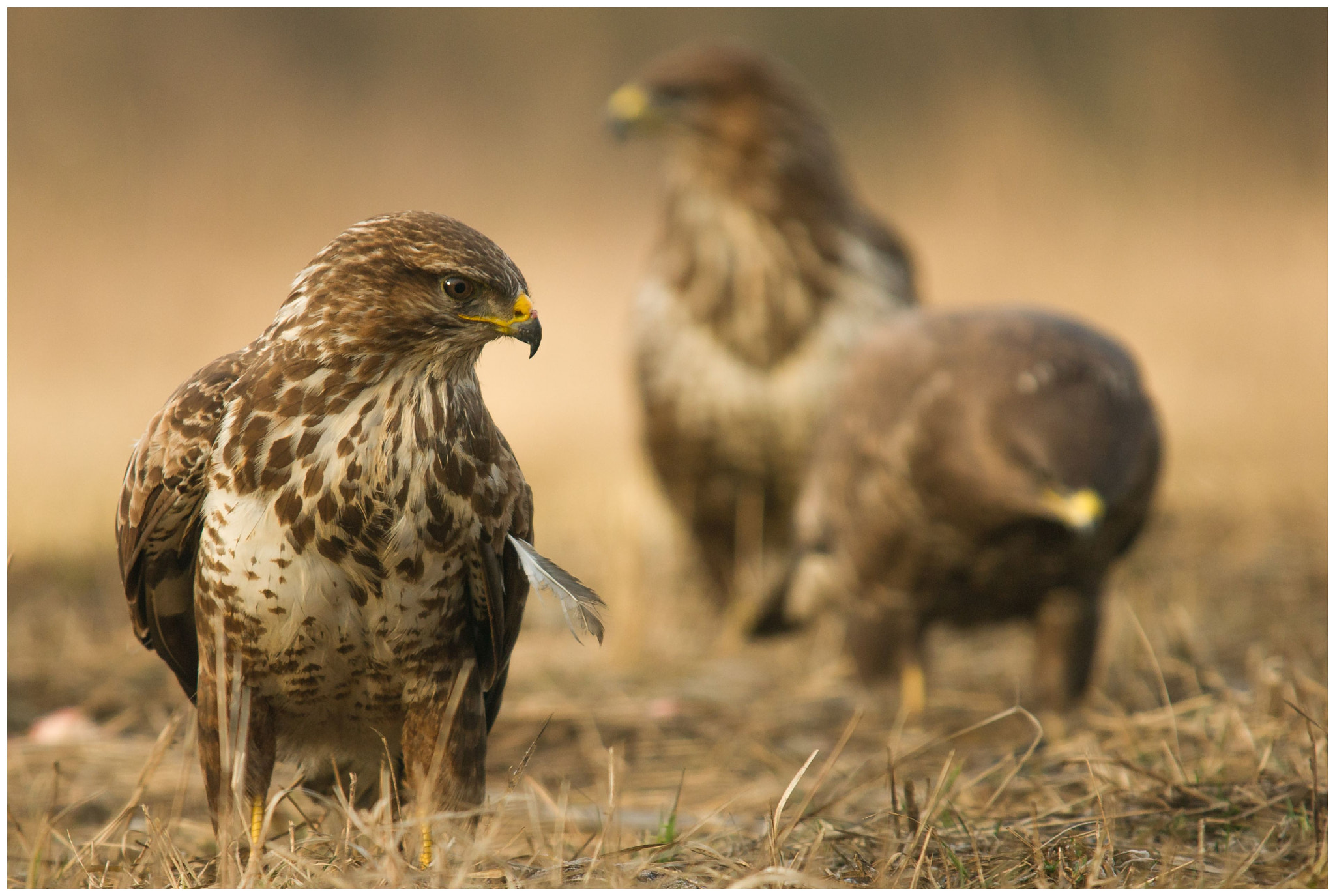 Sony Alpha DSLR-A550 + Sigma 30mm F1.4 EX DC HSM sample photo. The wild bunch photography