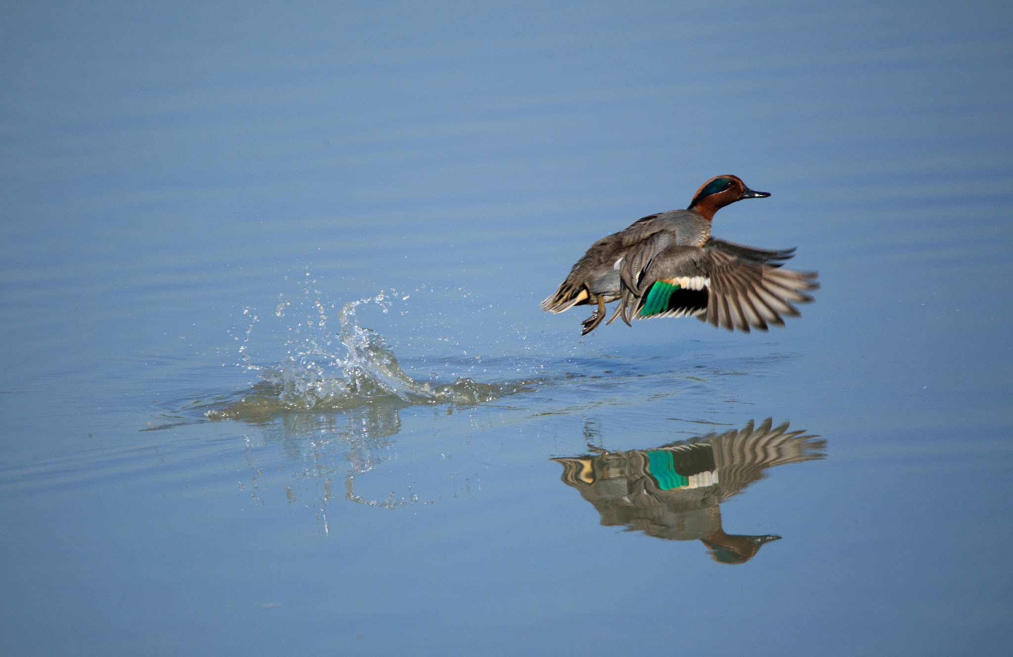 Tamron SP 150-600mm F5-6.3 Di VC USD sample photo. Flying photography