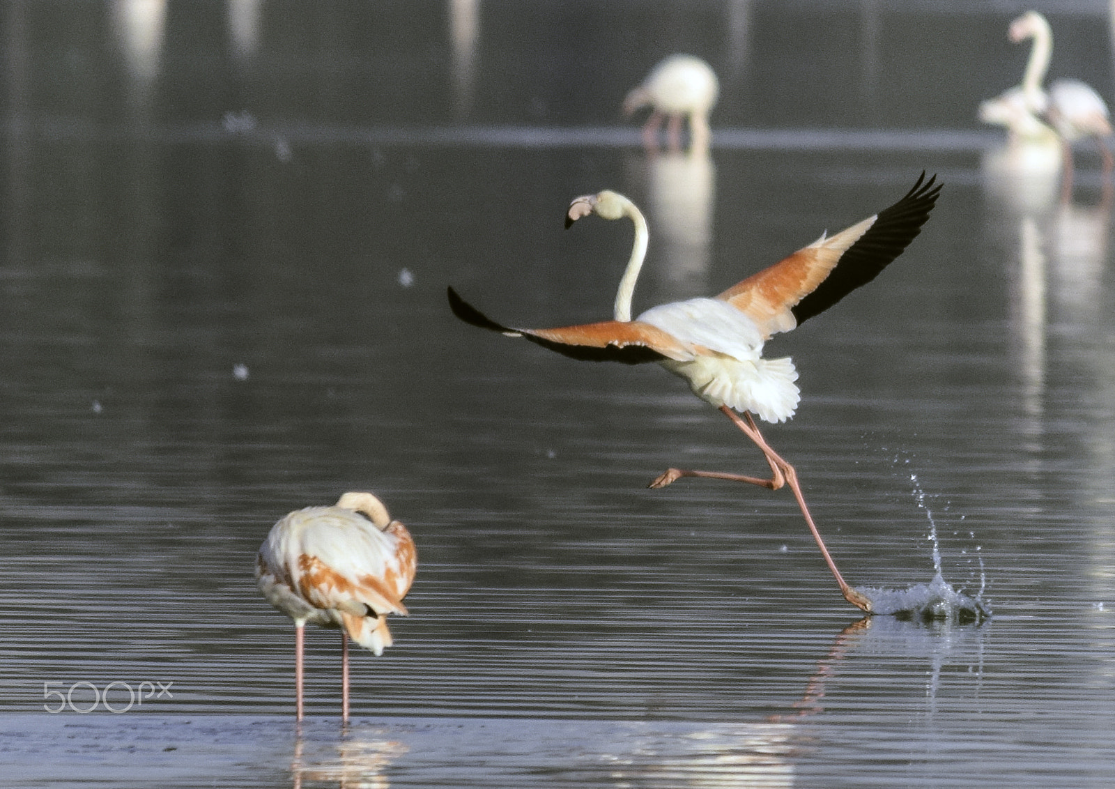 Sigma 150-500mm F5-6.3 DG OS HSM sample photo. Ready to fly photography