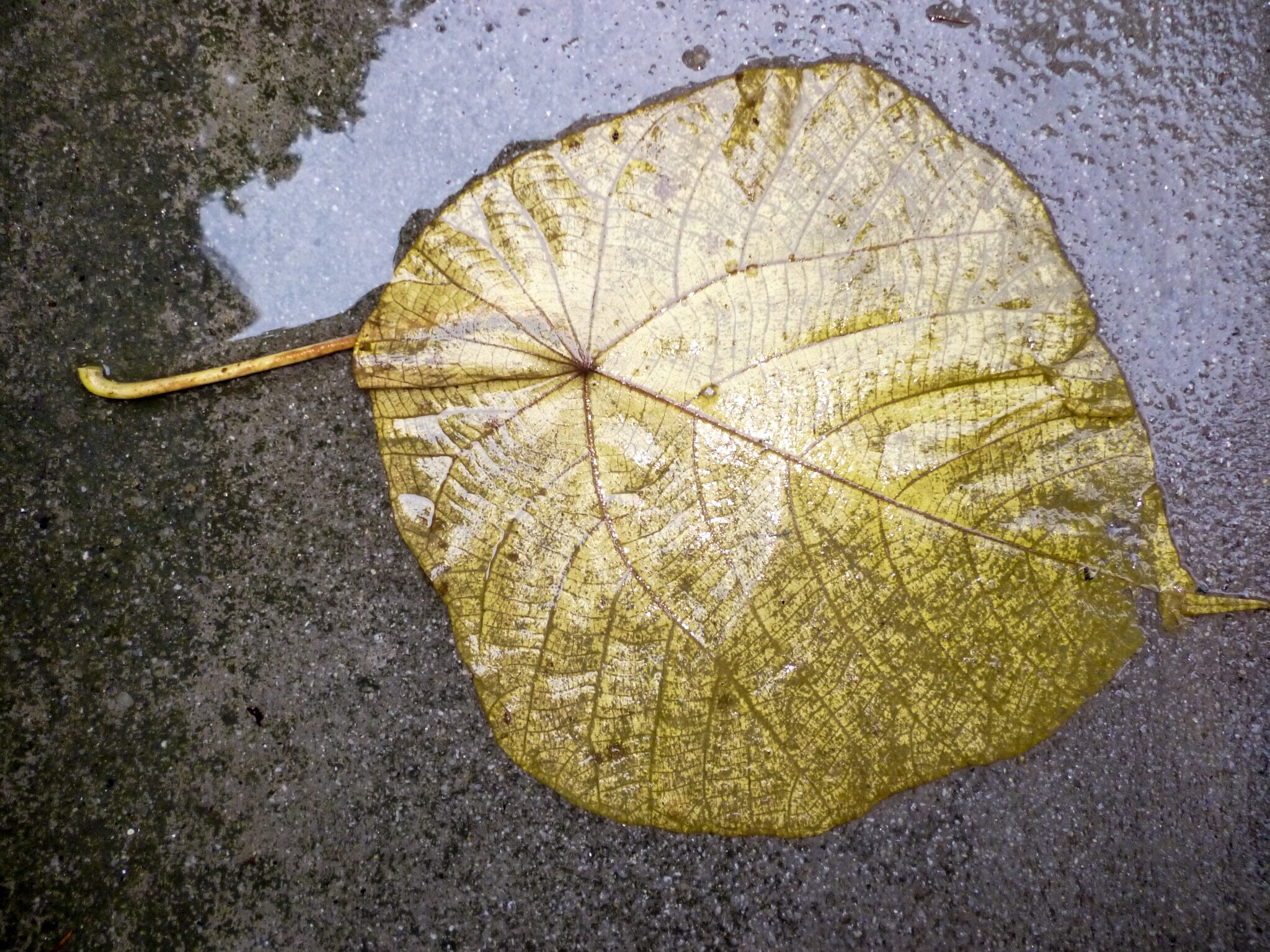 Panasonic Lumix DMC-S1 sample photo. Leaves.... photography