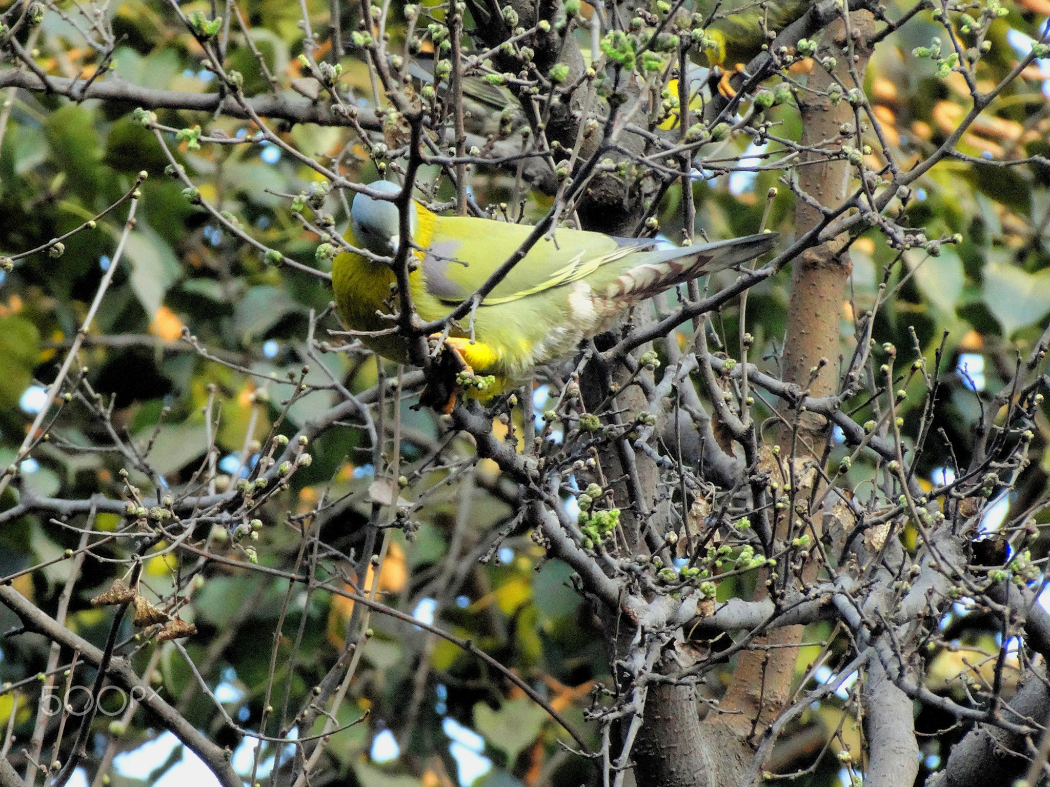 green_pigeon_iit_delhi_campus