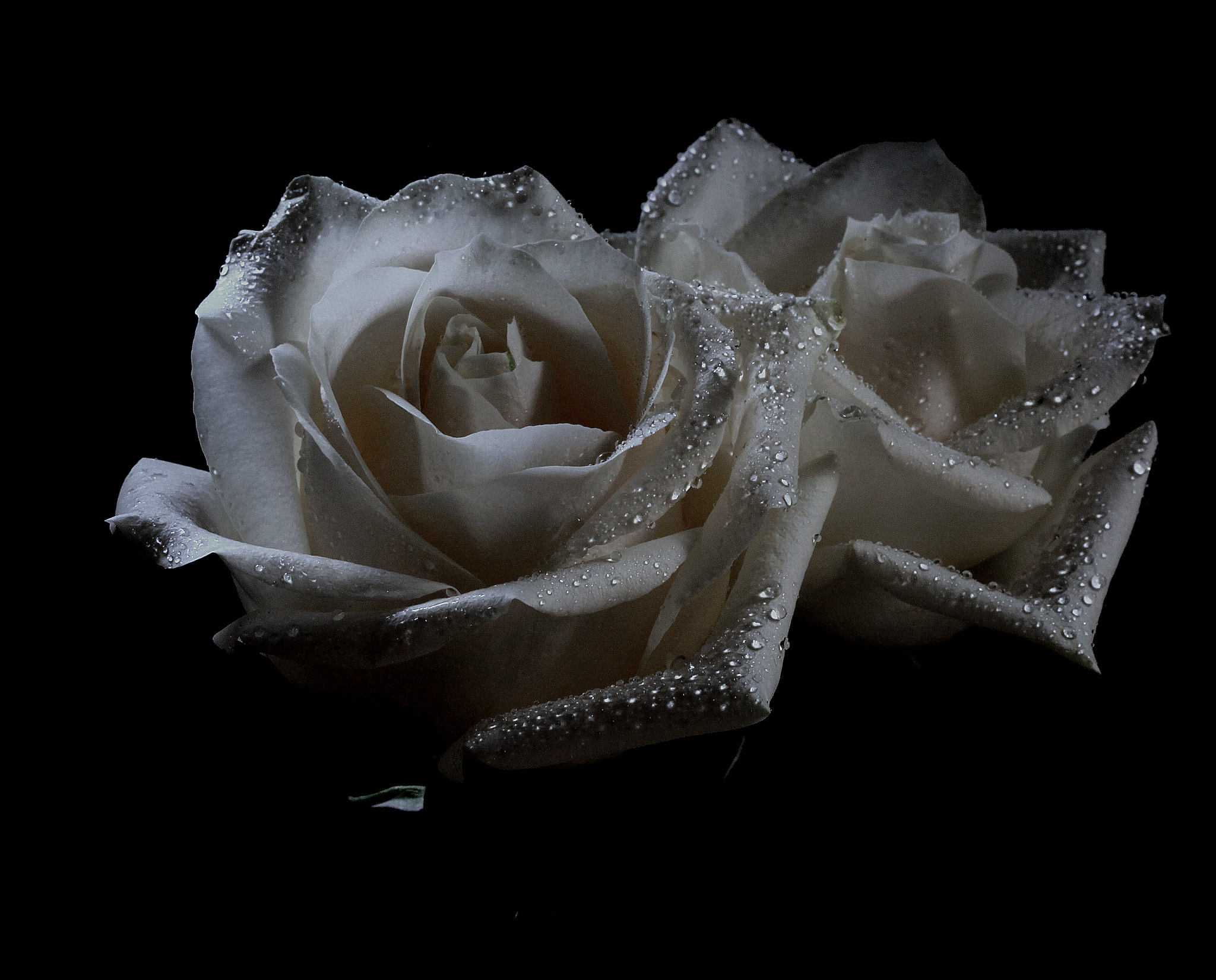 Canon EF 100mm F2.8 Macro USM sample photo. 215.jpg photography