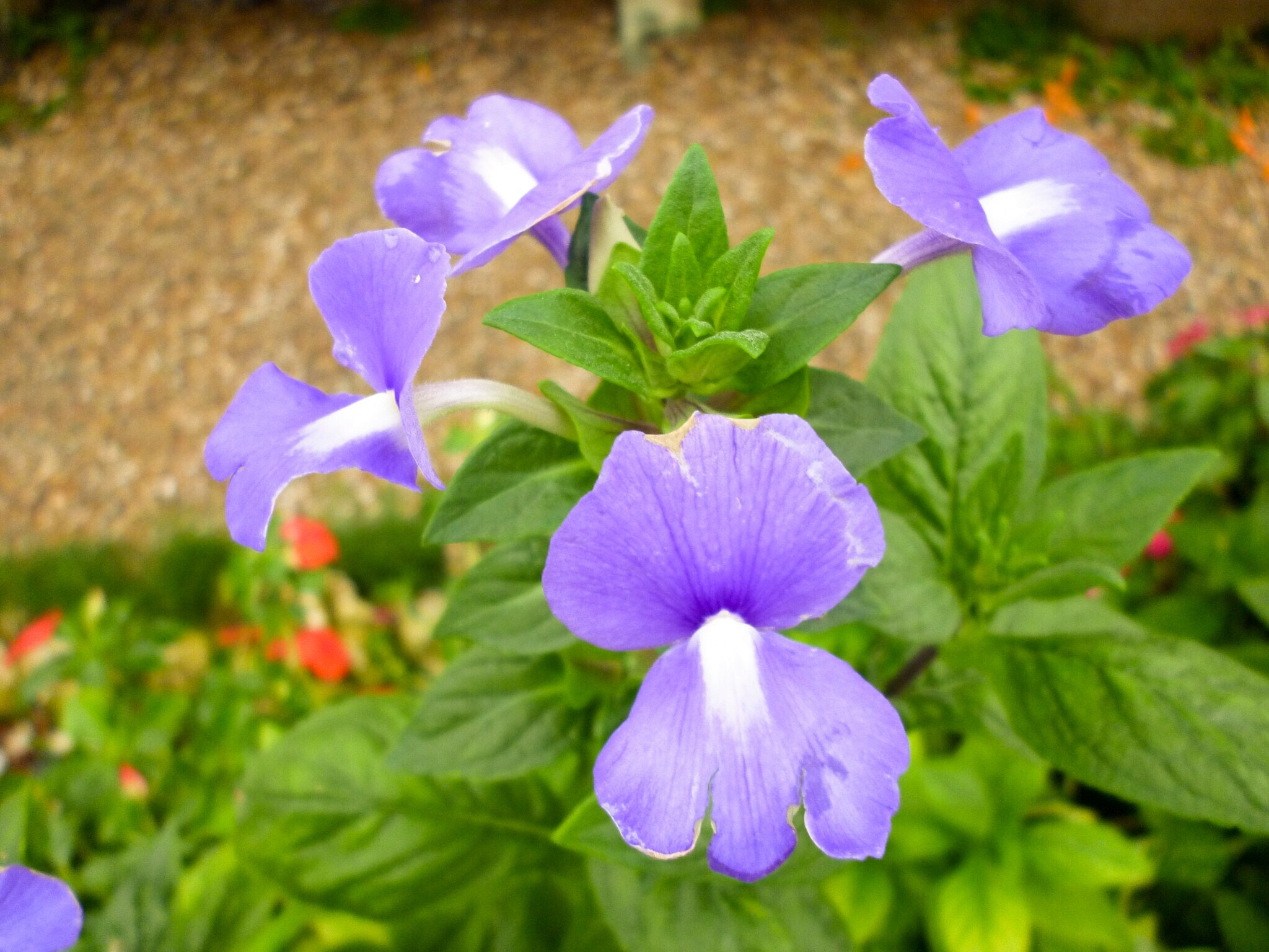 Panasonic Lumix DMC-S1 sample photo. Purple flower. photography