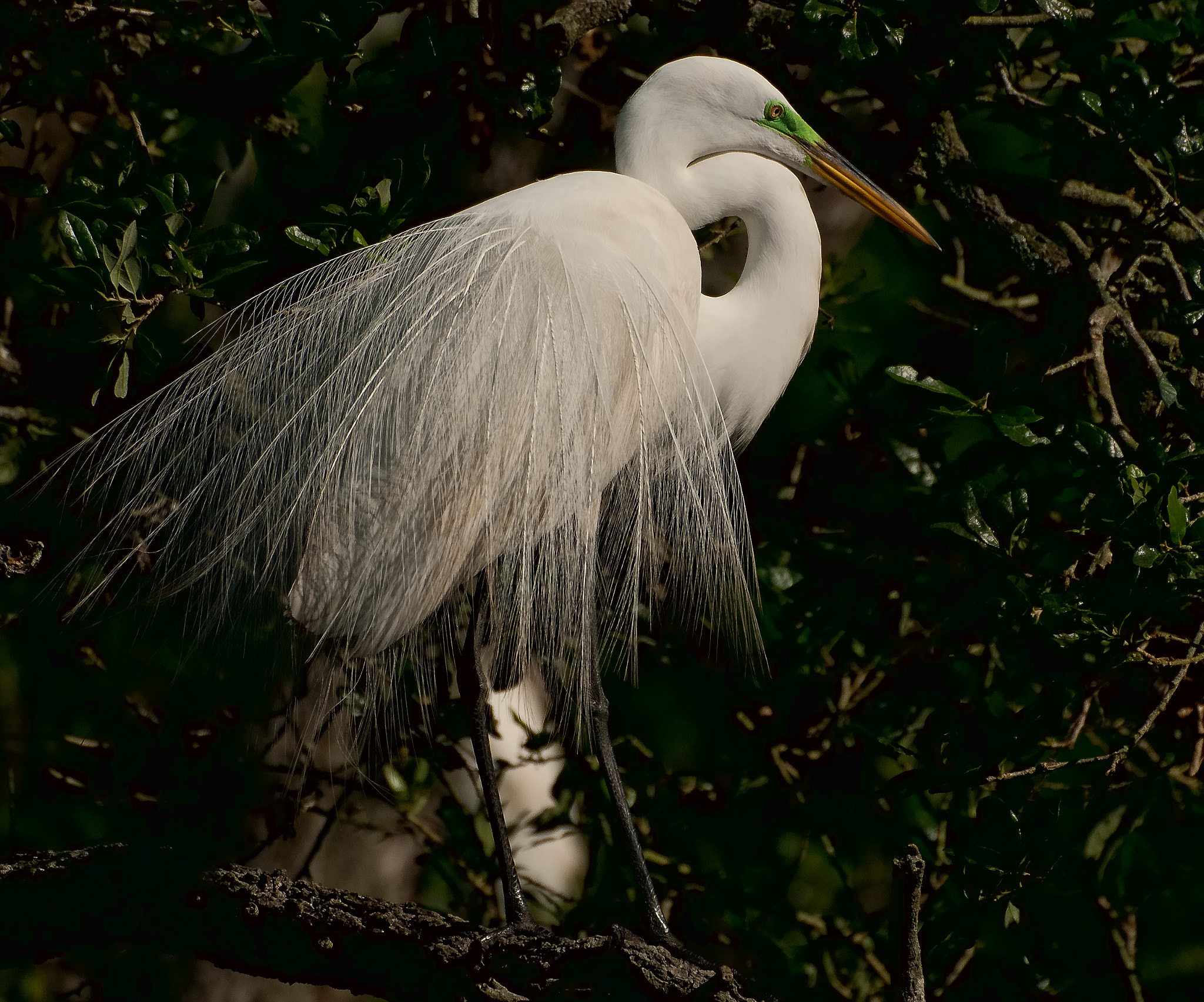 Sigma 50-500mm F4.5-6.3 DG OS HSM sample photo. Great white egret on branch showing photography