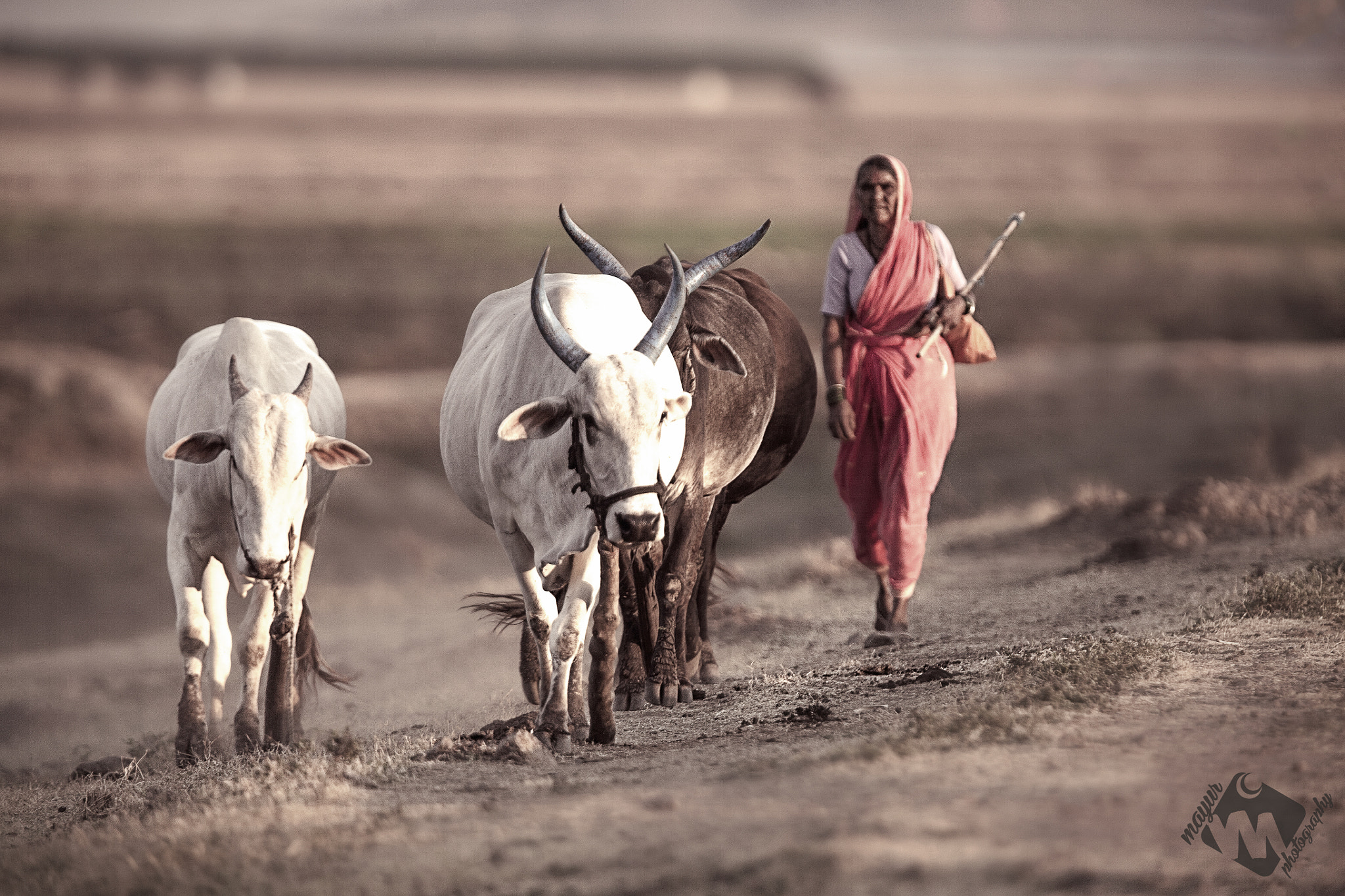 Canon EF 400mm F2.8L IS USM sample photo. Most important but most neglected job in india. photography