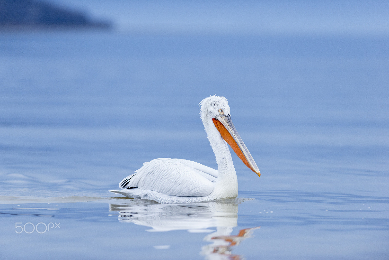 Nikon D800E + Nikon AF-S Nikkor 300mm F2.8G ED VR II sample photo. Pelican glide photography