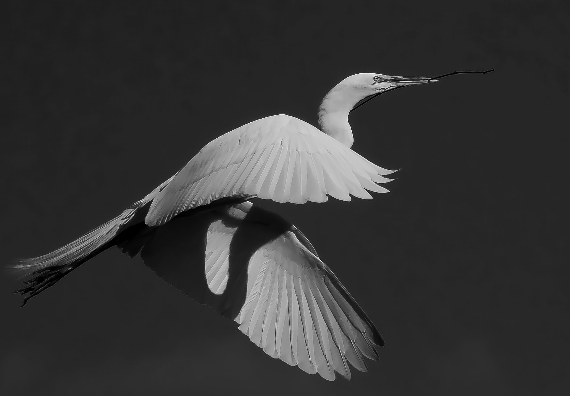 Sigma 50-500mm F4.5-6.3 DG OS HSM sample photo. In flight b&amp;w photography