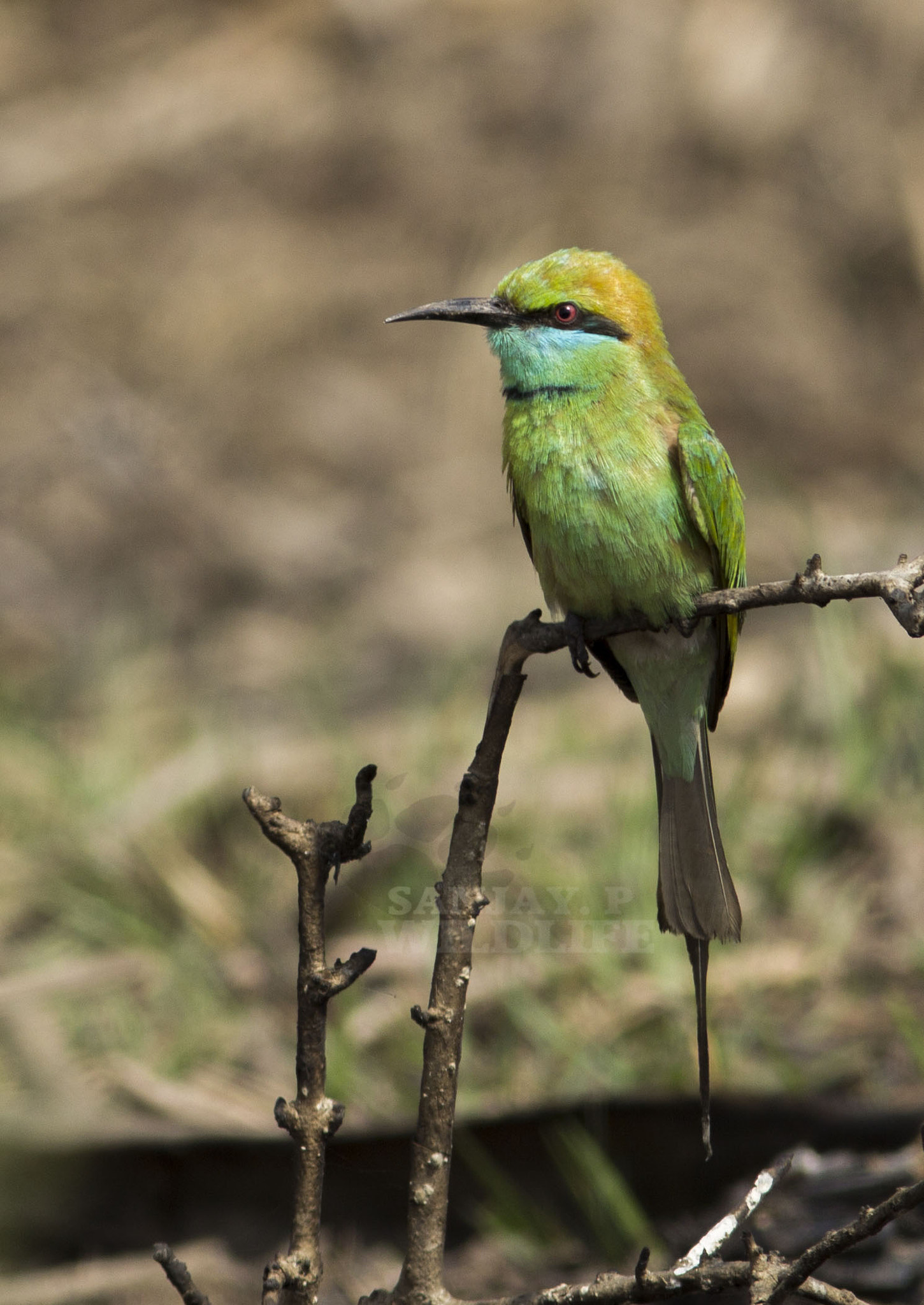 Canon EOS 60D + Canon EF 300mm F4L IS USM sample photo. Green bee-eater (merops orientalis) photography