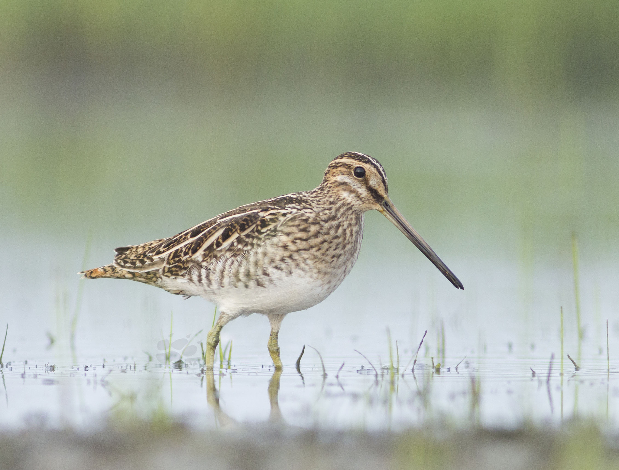 Canon EOS 60D + Canon EF 300mm F4L IS USM sample photo. Common snipe (gallinago gallinago) photography
