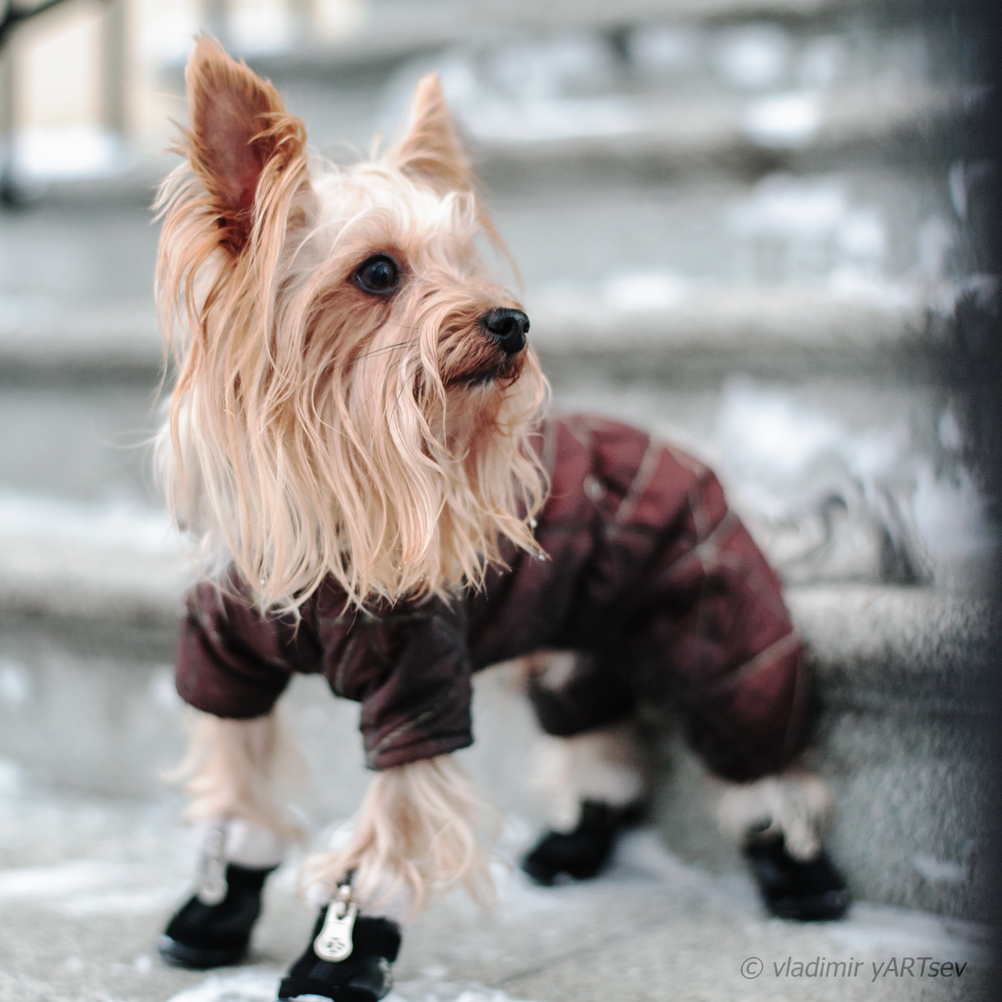 ZEISS Planar T* 50mm F1.4 sample photo. Dog photography