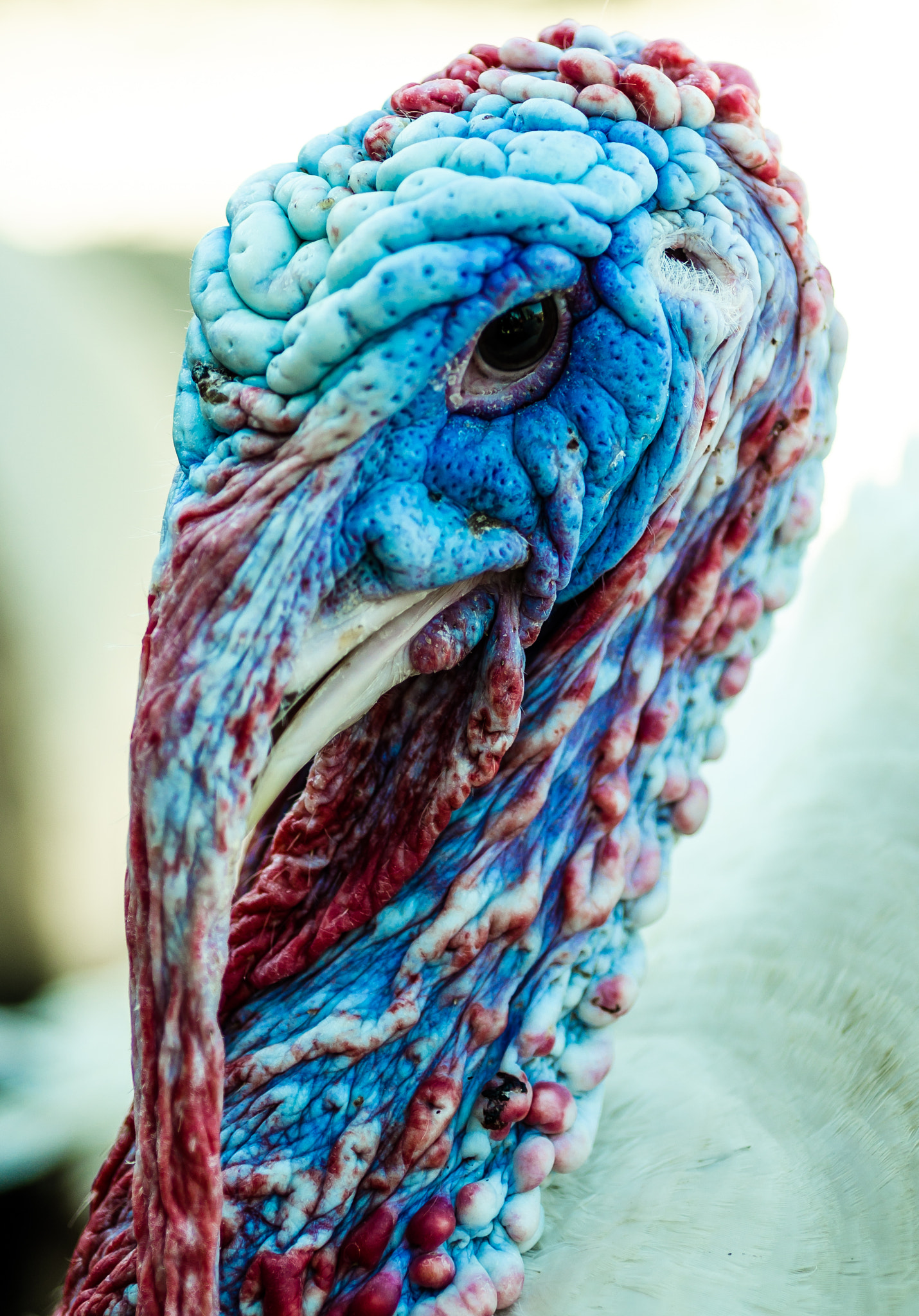 AF Micro-Nikkor 60mm f/2.8 sample photo. Turkey #1 photography