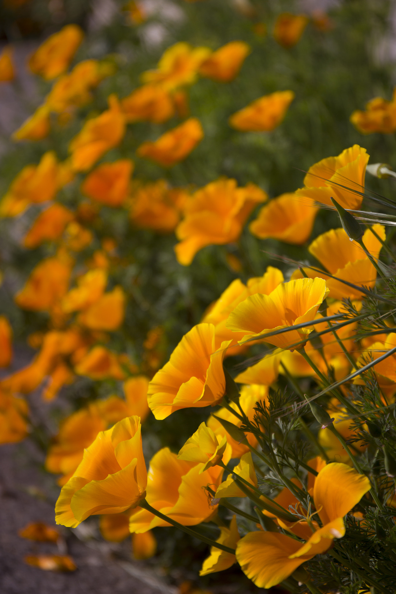 Canon EF 24-70mm F4L IS USM sample photo