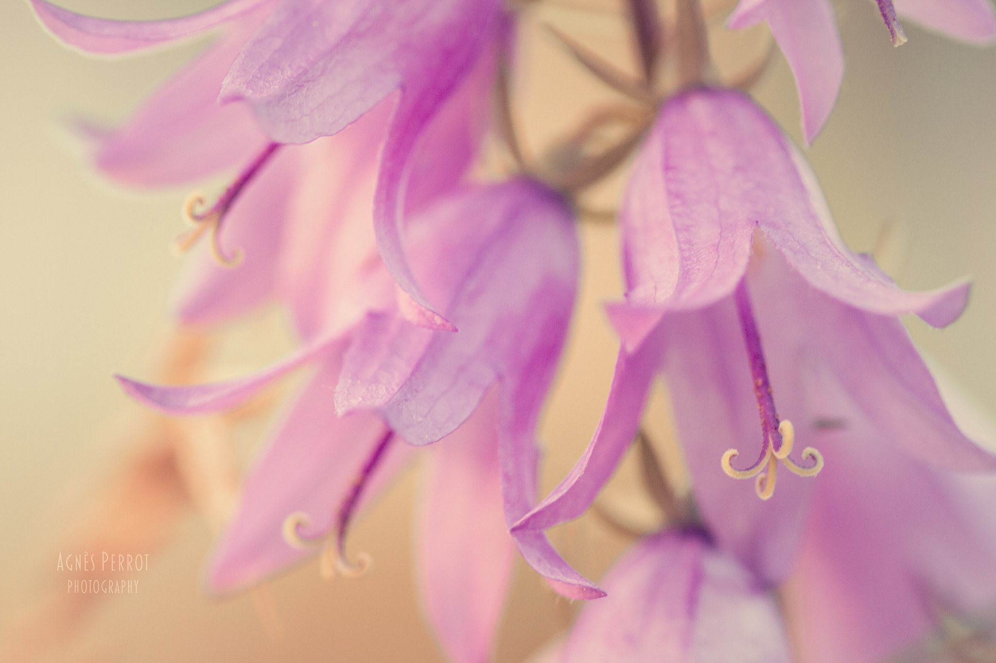Canon EOS 7D + Canon EF 100mm F2.8 Macro USM sample photo. Little bell photography