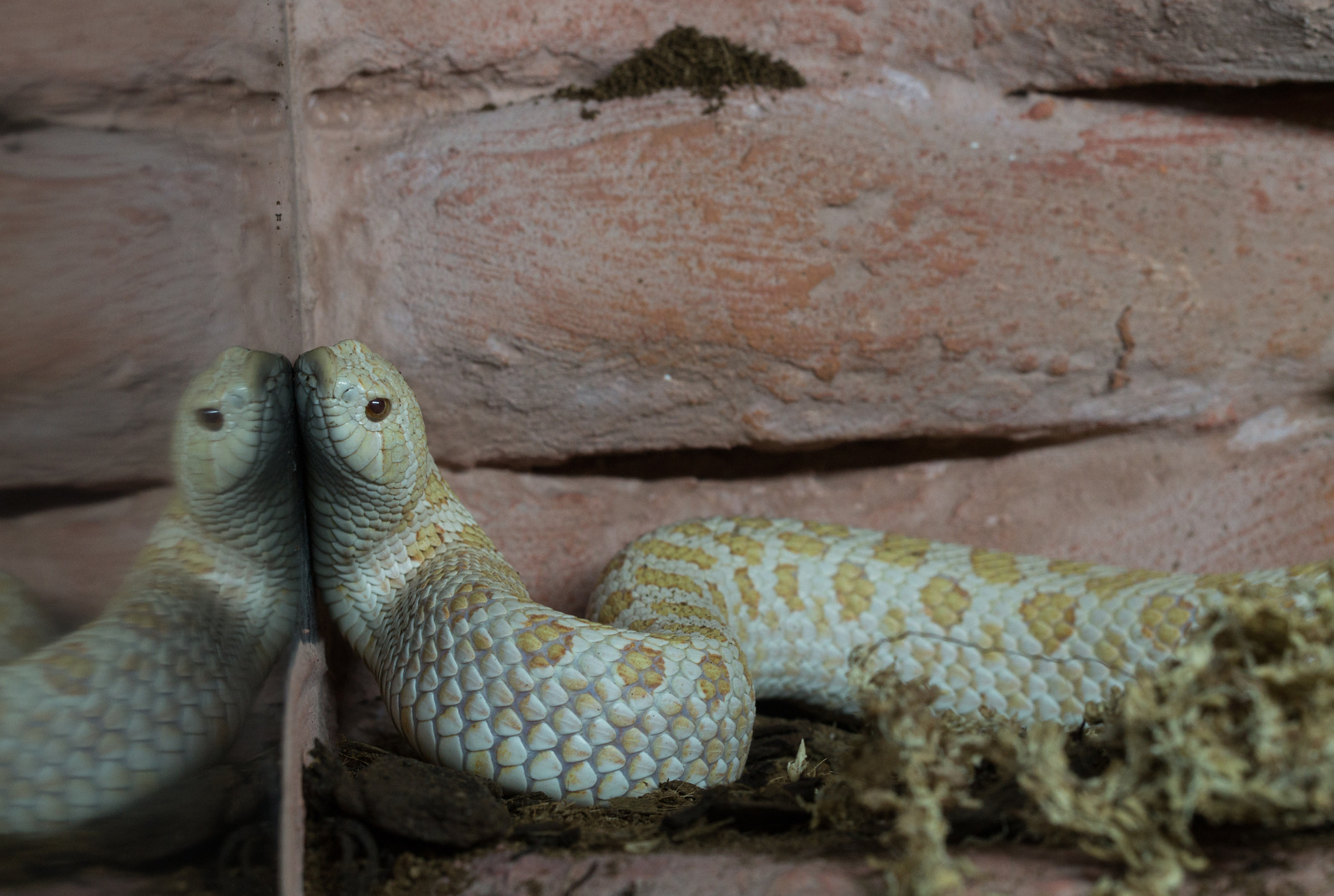 Sony SLT-A58 + 90mm F2.8 Macro SSM sample photo. Hognose lady mirroring photography