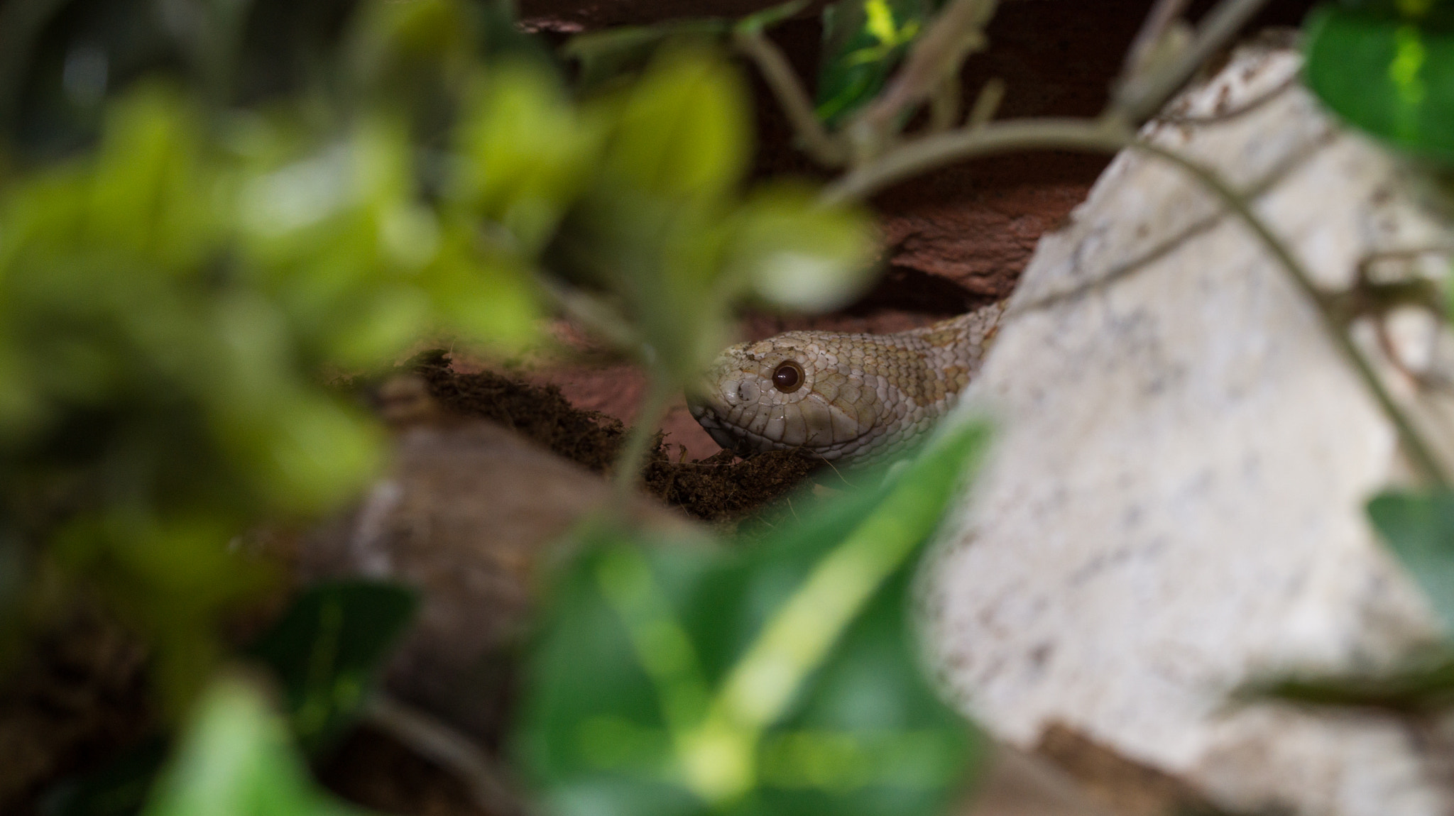 Sony SLT-A58 + 90mm F2.8 Macro SSM sample photo. Hognose lady photography