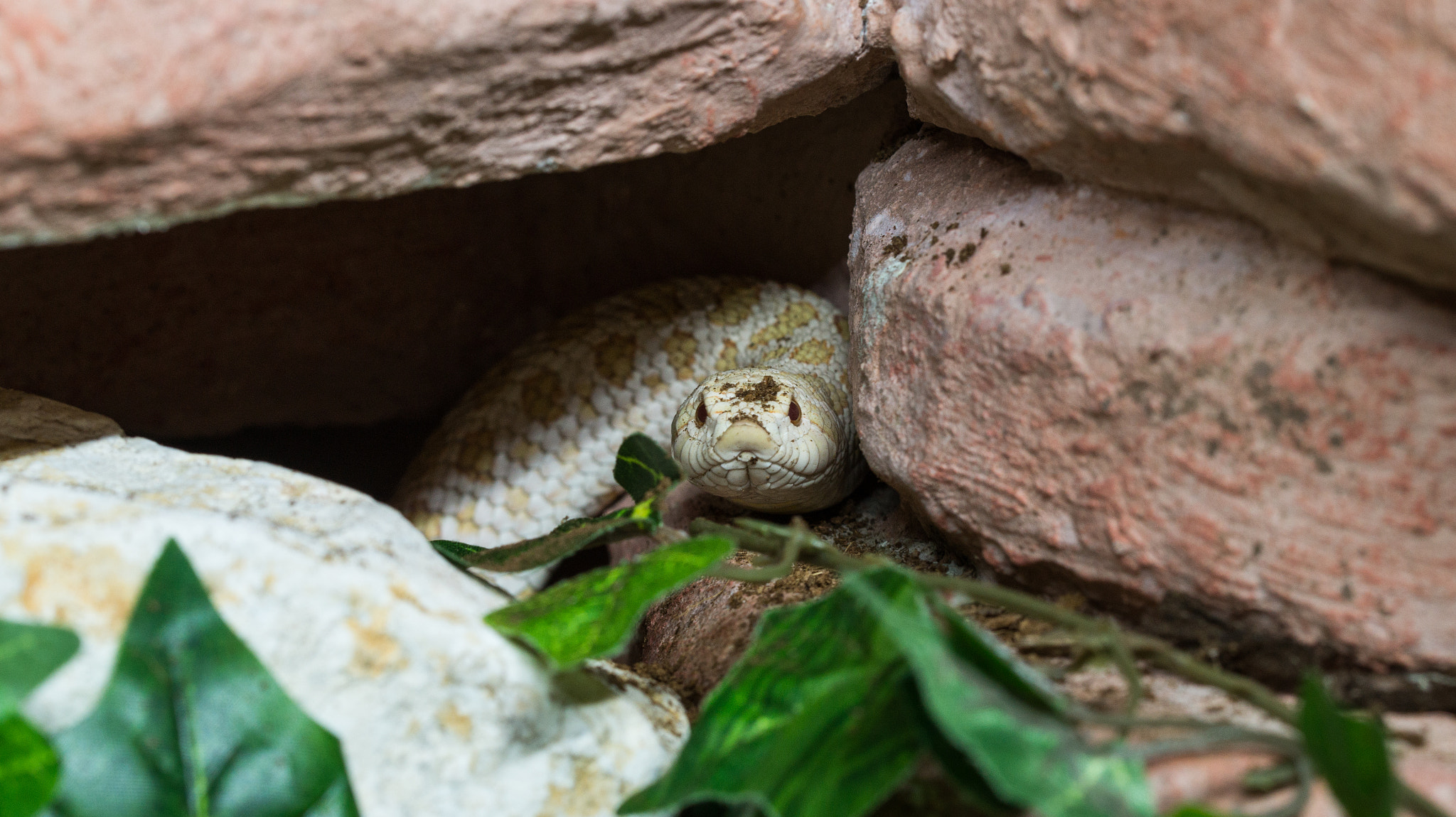 Sony SLT-A58 + 90mm F2.8 Macro SSM sample photo. Grumpy hognose lady exploring photography