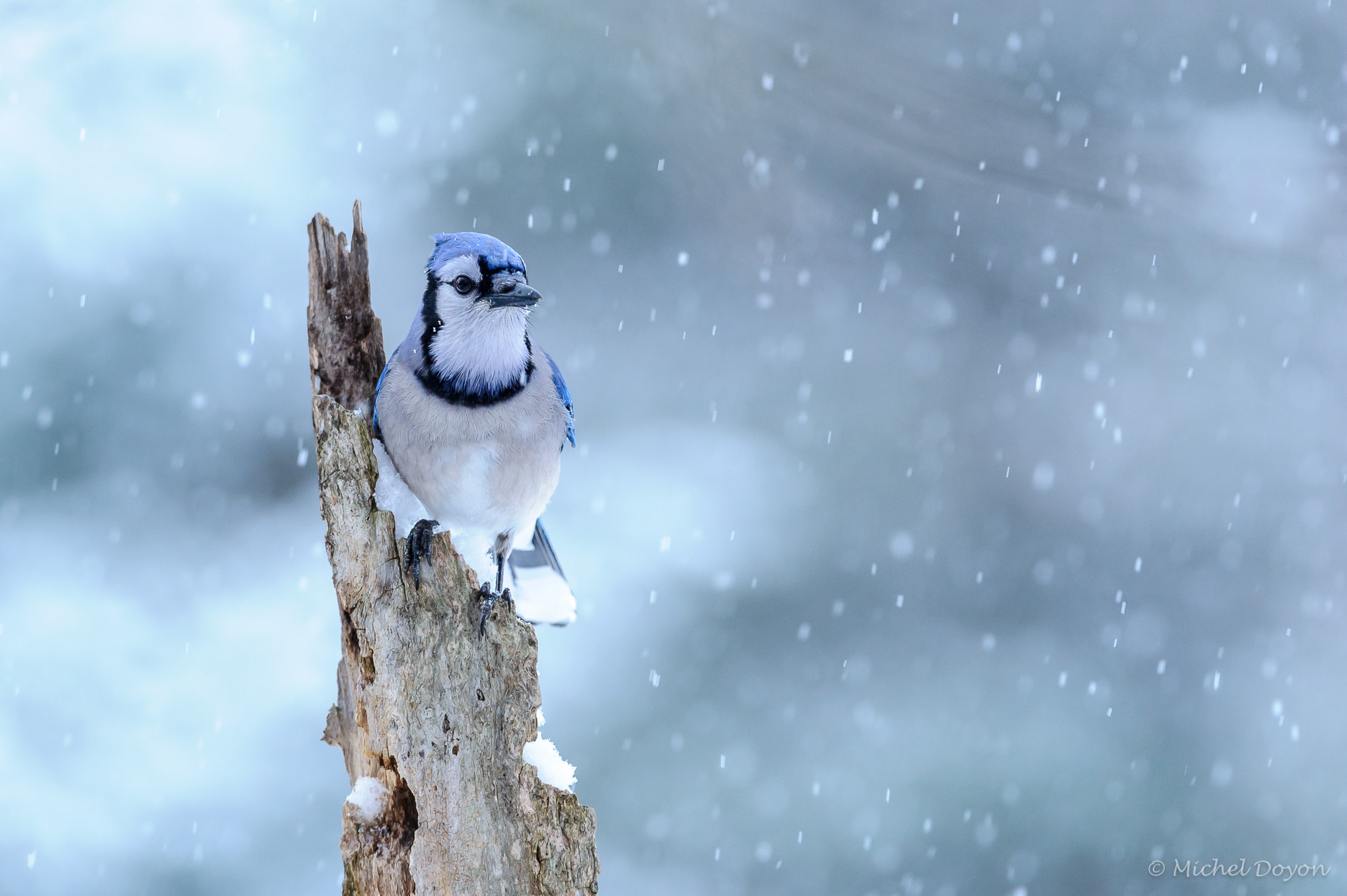 Nikon D3S + Nikon AF-S Nikkor 200-400mm F4G ED VR II sample photo. Blue jay and snow photography