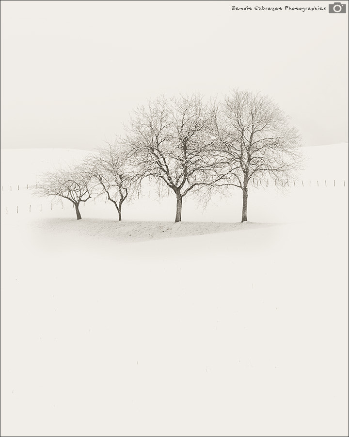 Sigma AF 10-20mm F4-5.6 EX DC sample photo. Japanese winter ii photography