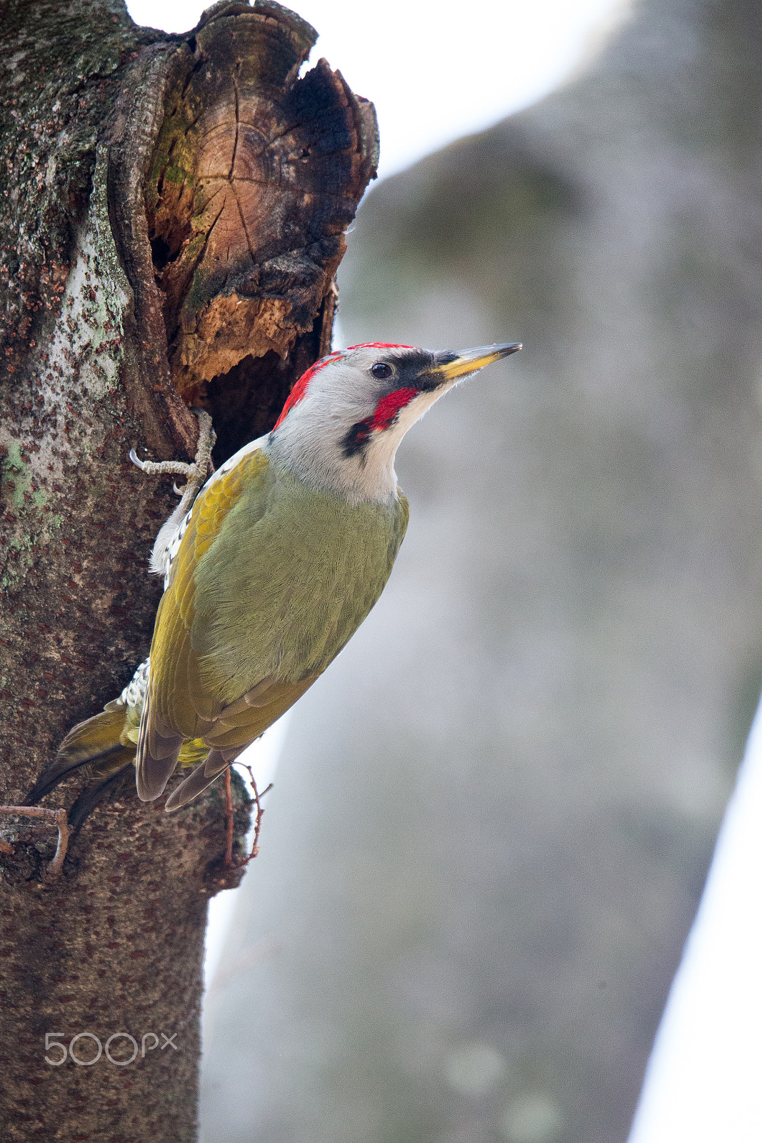 Sigma 150-600mm F5-6.3 DG OS HSM | C sample photo. Green woodpecker photography