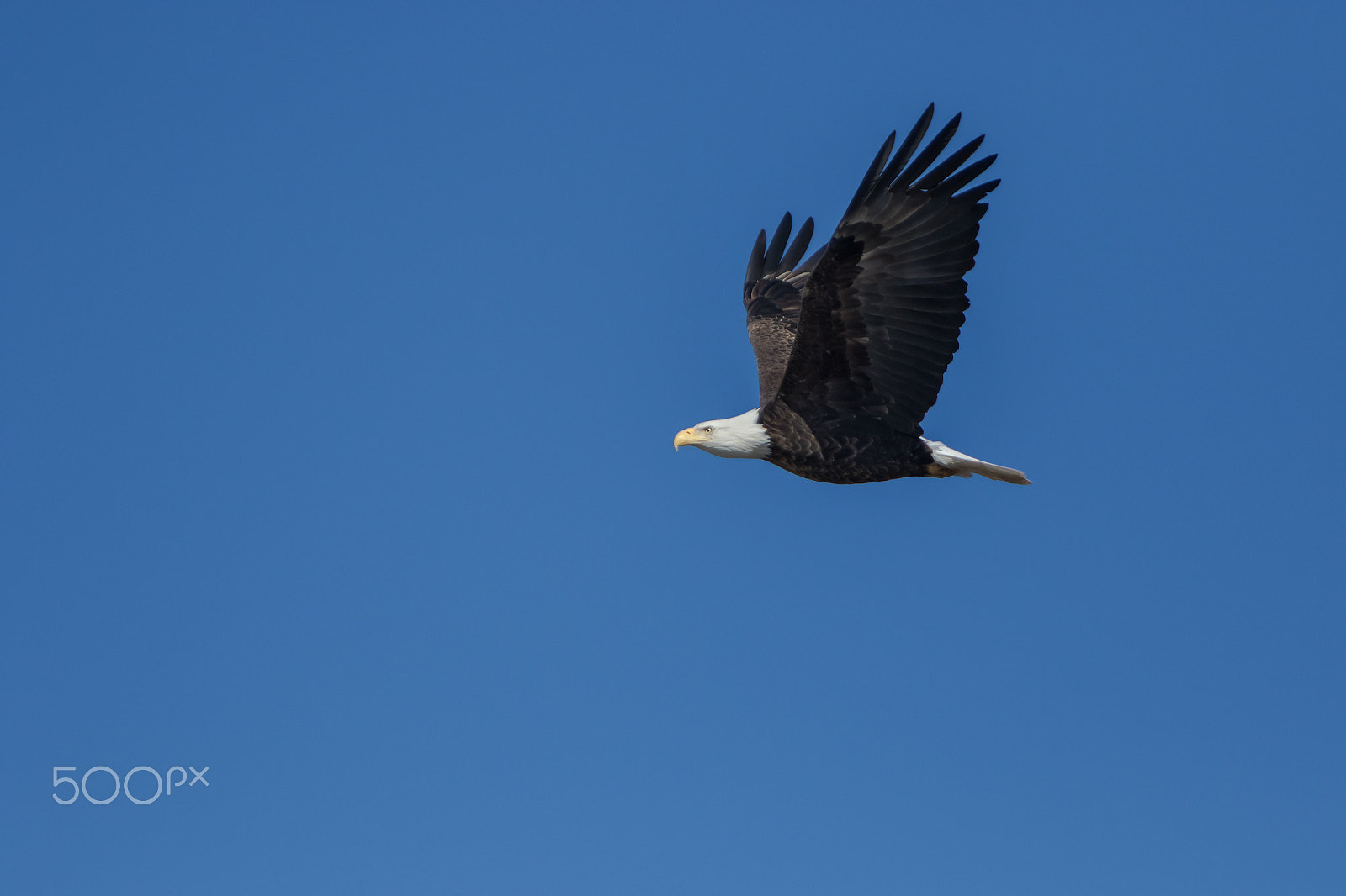 Canon EF 70-200mm F2.8L IS USM sample photo. Bald eagle sighting photography