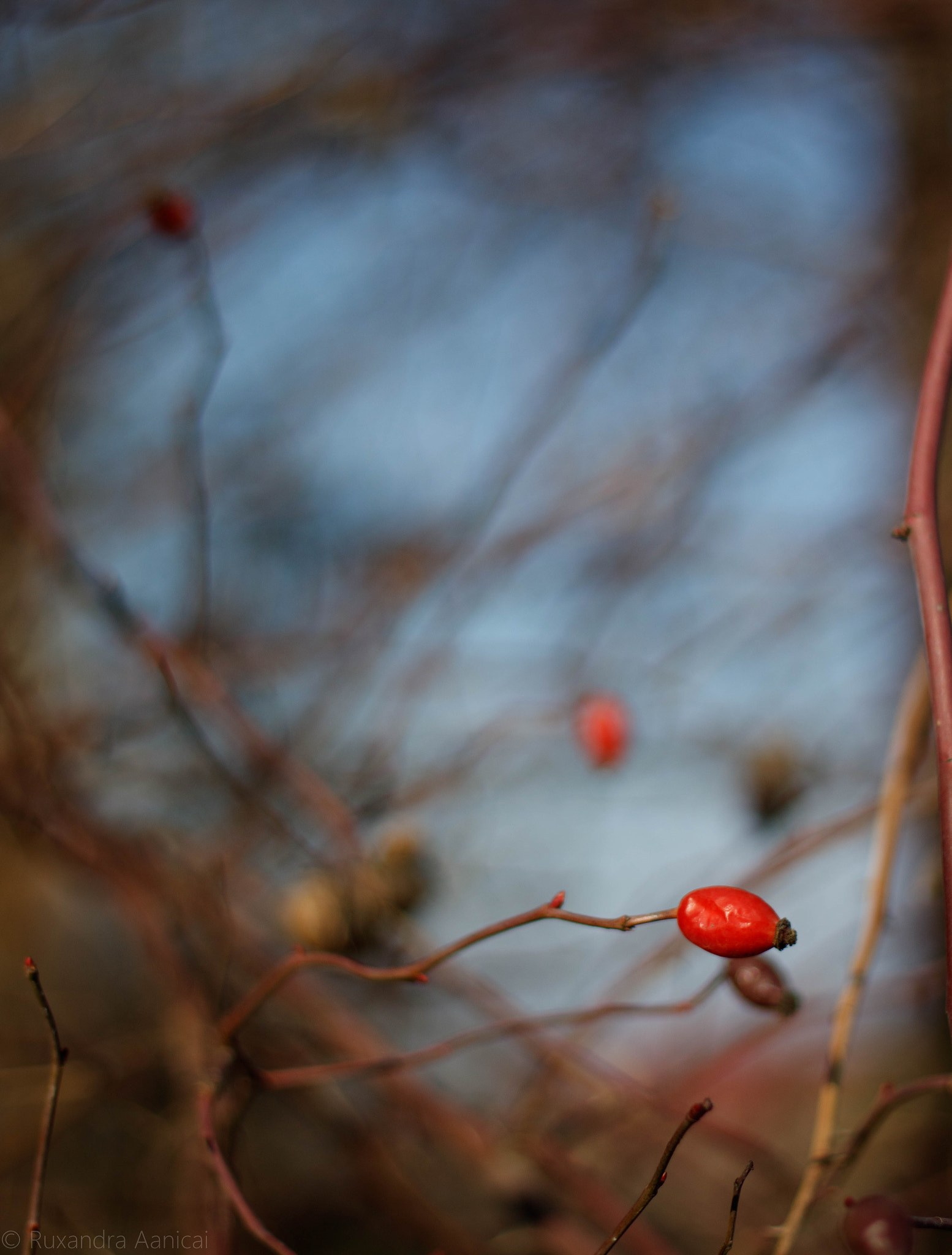 Canon EOS 760D (EOS Rebel T6s / EOS 8000D) + Canon EF 50mm F1.8 II sample photo. Even winter can paint with colours photography