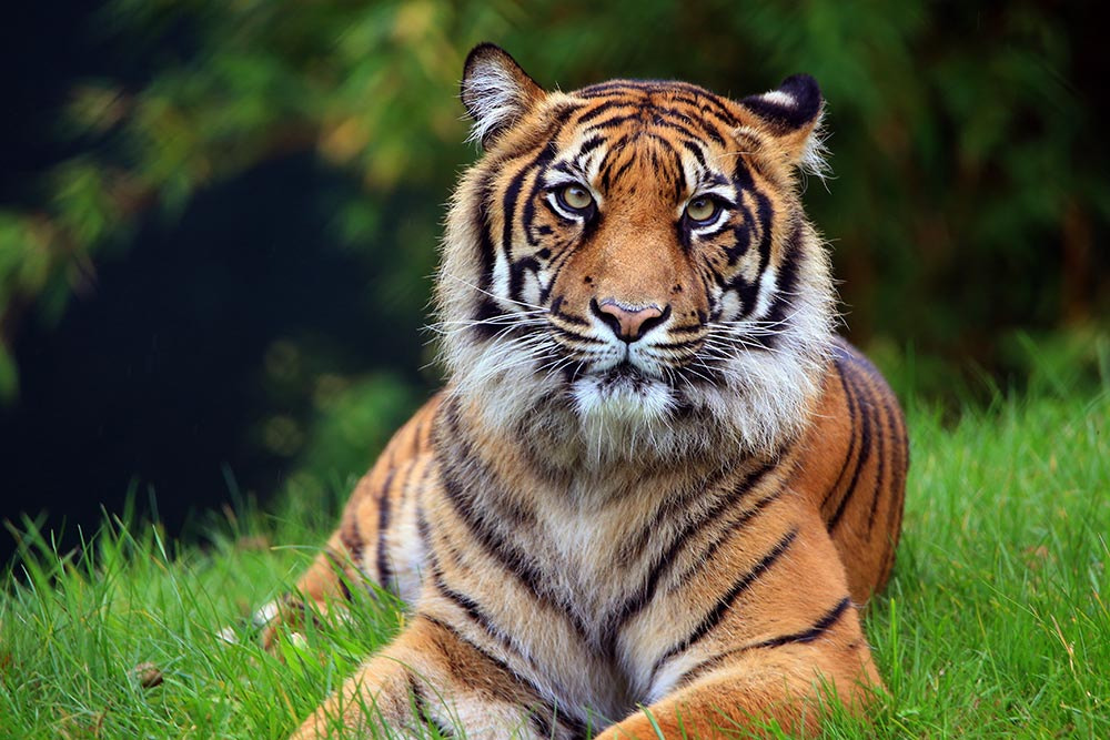 Tamron SP 150-600mm F5-6.3 Di VC USD sample photo. Tiger 0001 photography