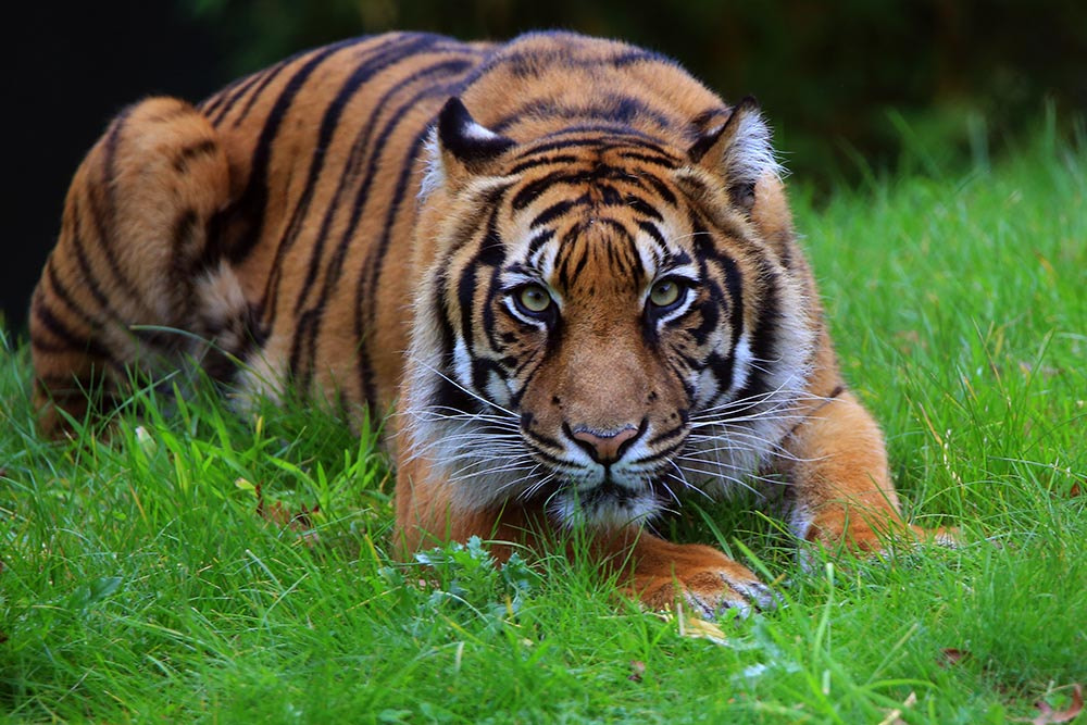 Tamron SP 150-600mm F5-6.3 Di VC USD sample photo. Tiger 0002 photography