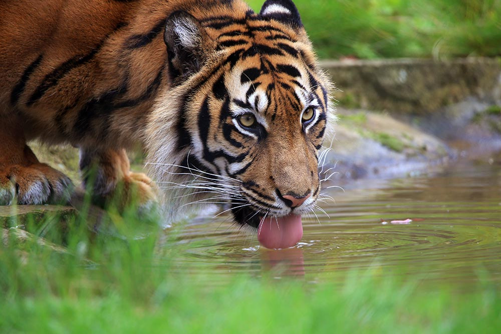 Tamron SP 150-600mm F5-6.3 Di VC USD sample photo. Tiger 0003 photography