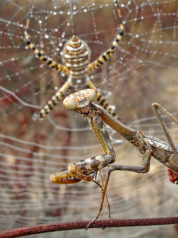 Sony DSC-W7 sample photo. Murderous plan. lunch time. photography