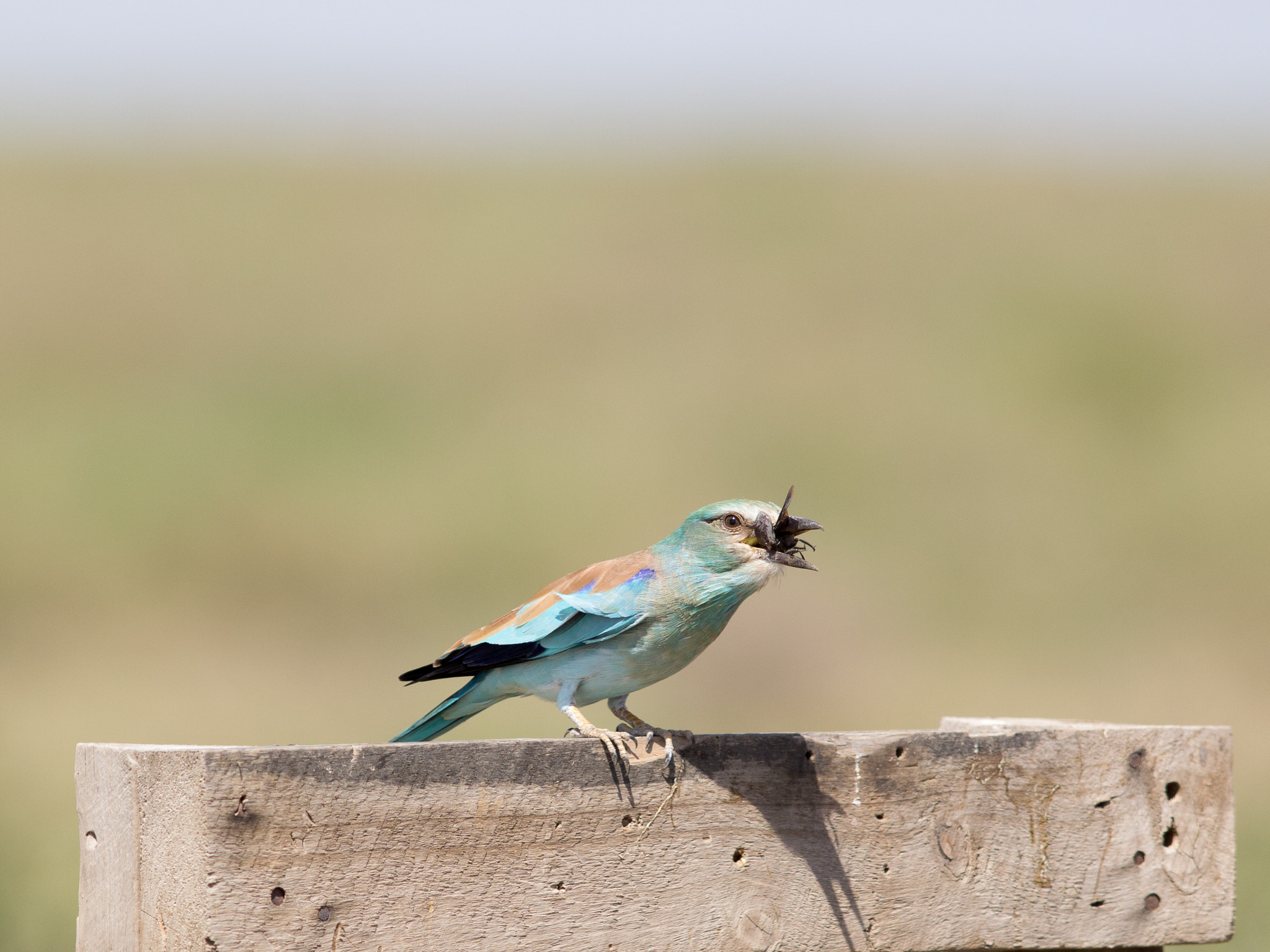 Olympus E-5 + OLYMPUS 300mm Lens sample photo. Abyssinian roller photography