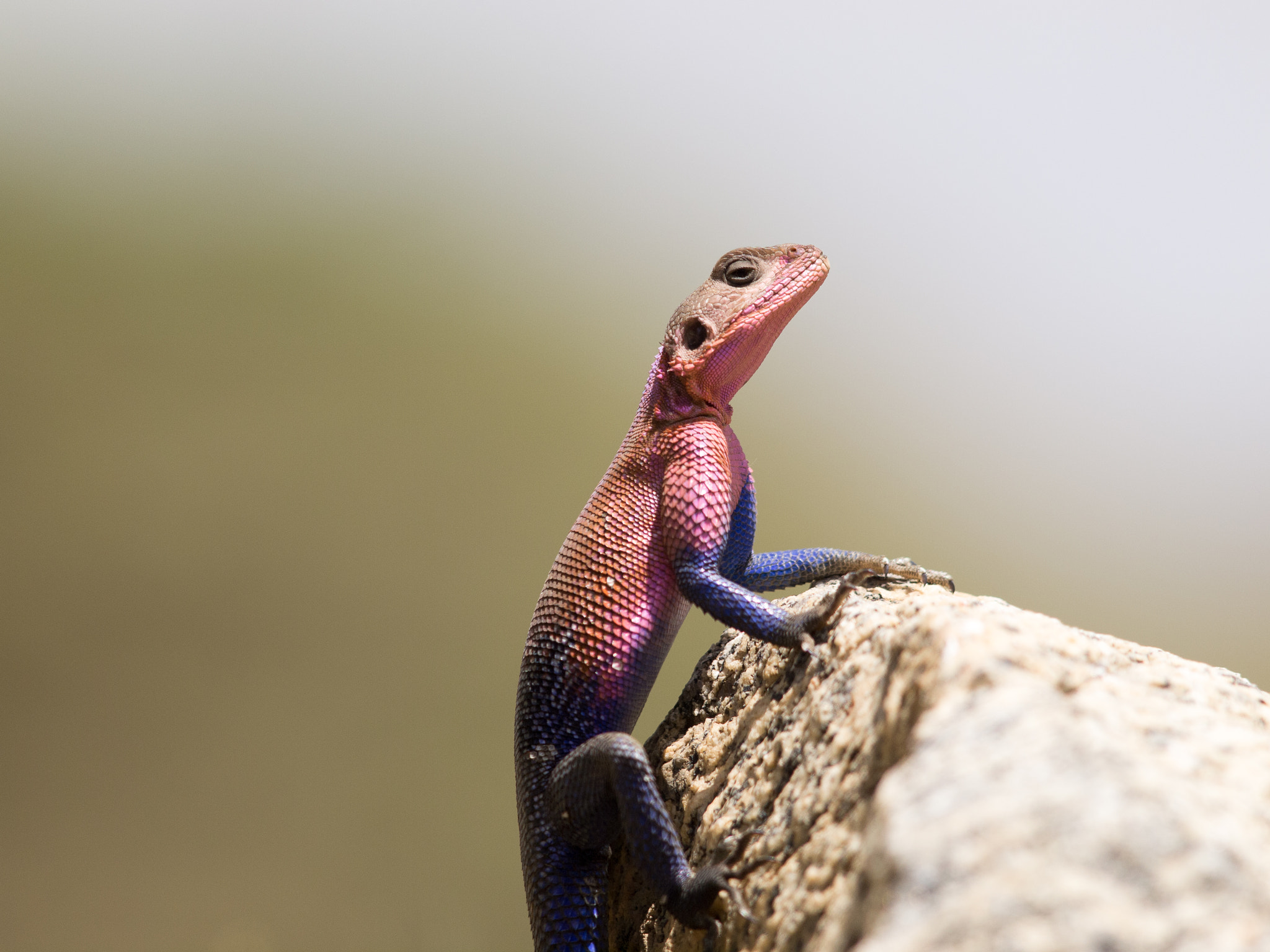 Olympus E-5 + OLYMPUS 300mm Lens sample photo. Flat-headed agama photography