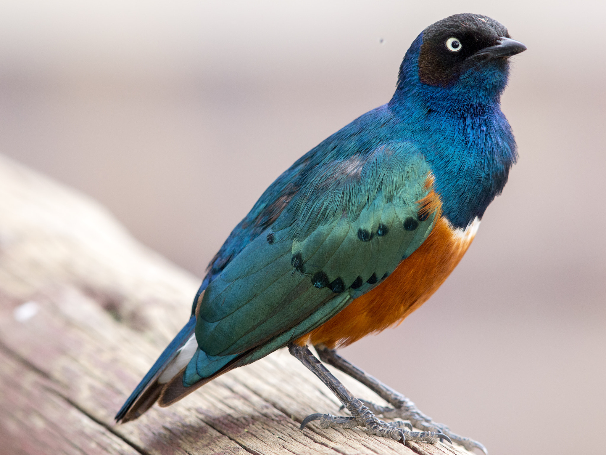 Olympus E-5 + OLYMPUS 300mm Lens sample photo. Superb starling photography