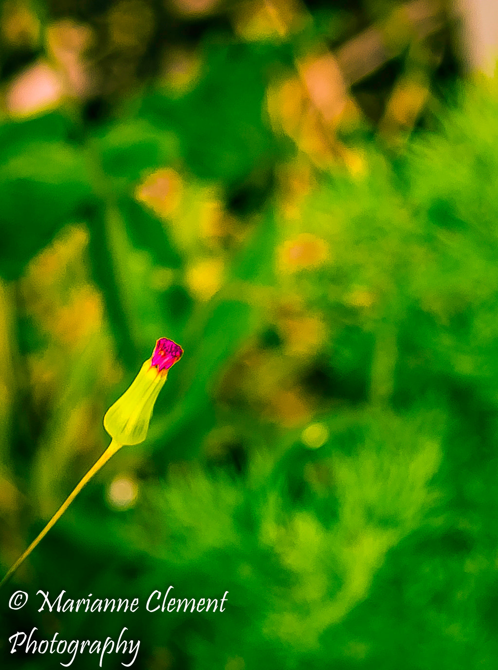 Canon EF-S 17-85mm F4-5.6 IS USM sample photo. Ready to bloom photography