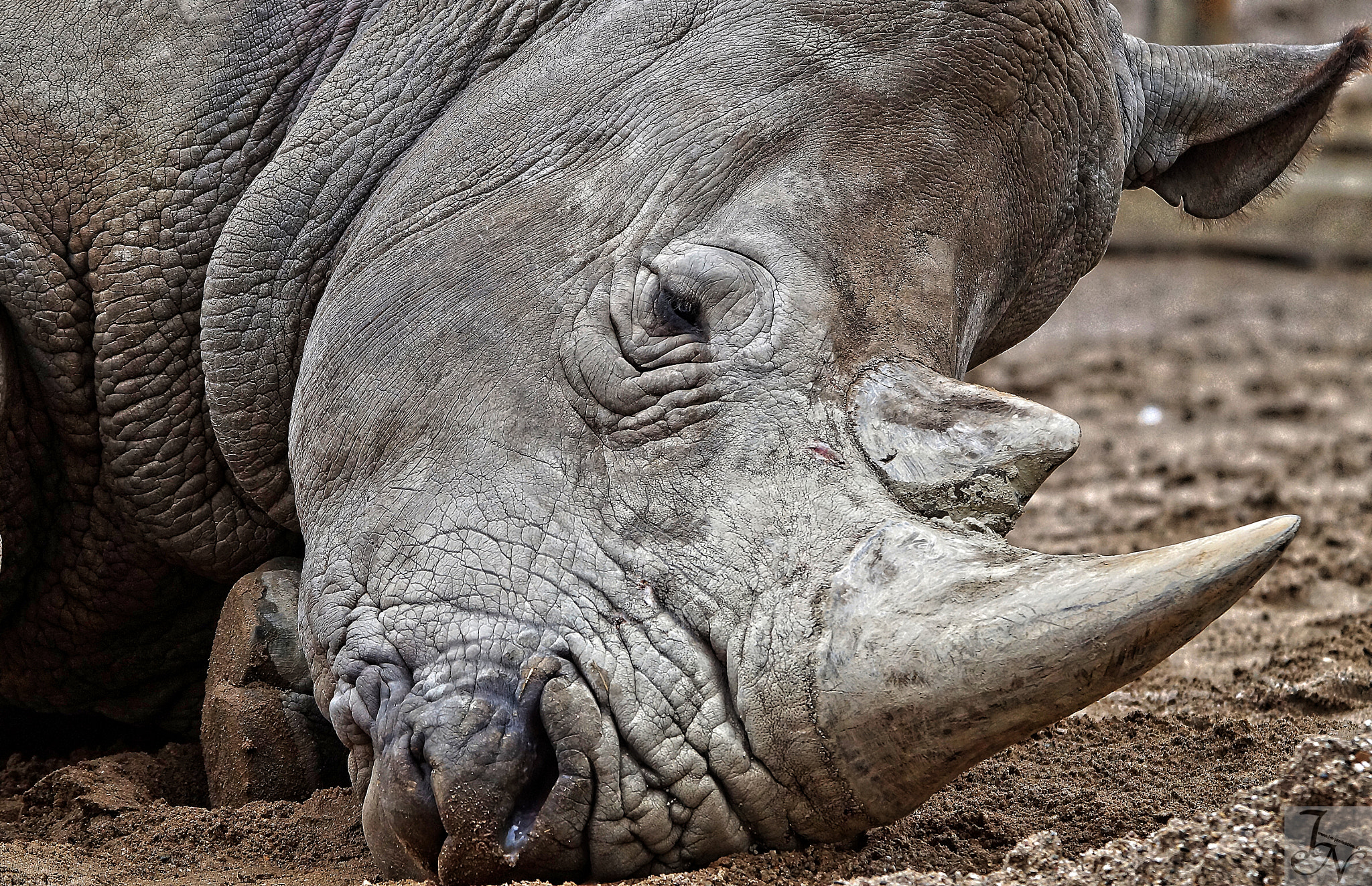 Sony SLT-A58 + Tamron SP 150-600mm F5-6.3 Di VC USD sample photo. Nashorn photography