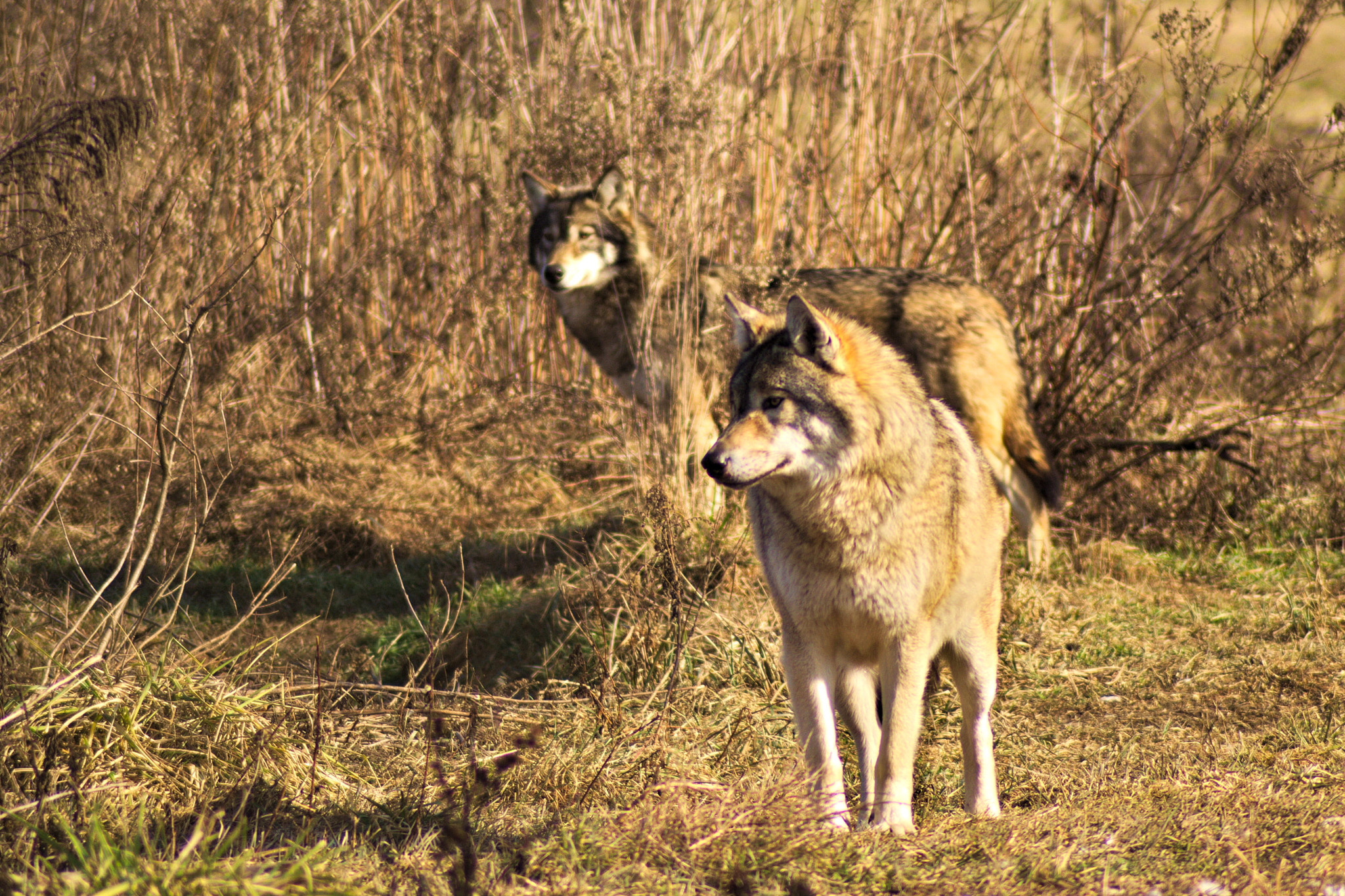 Pentax K10D sample photo. Wolves photography