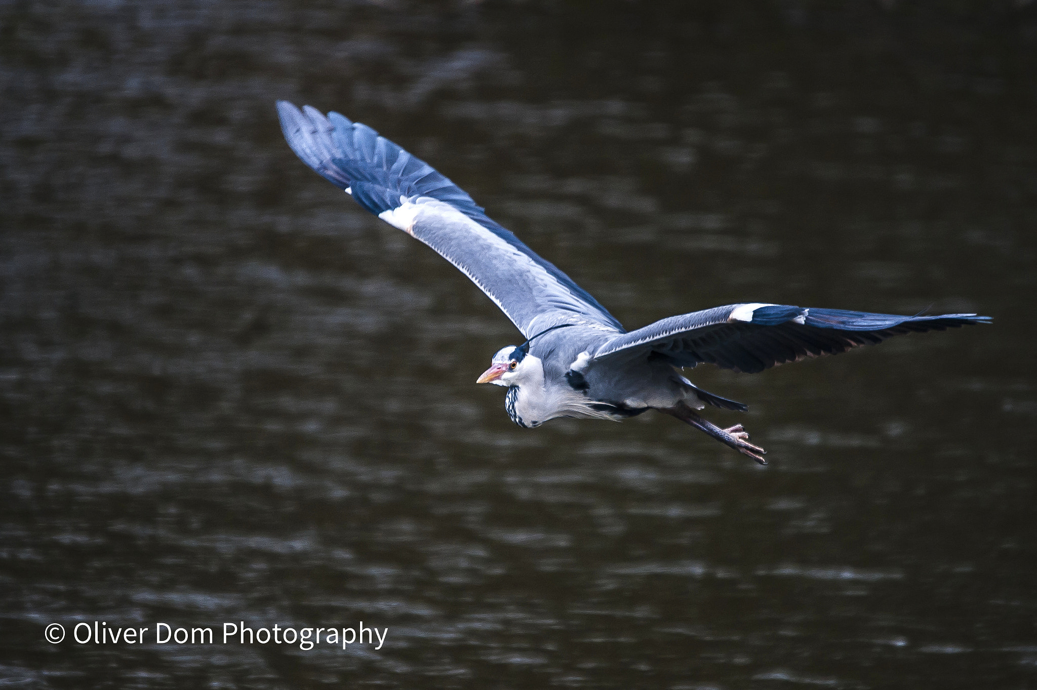 Nikon D700 + Sigma 120-400mm F4.5-5.6 DG OS HSM sample photo. I can fly photography