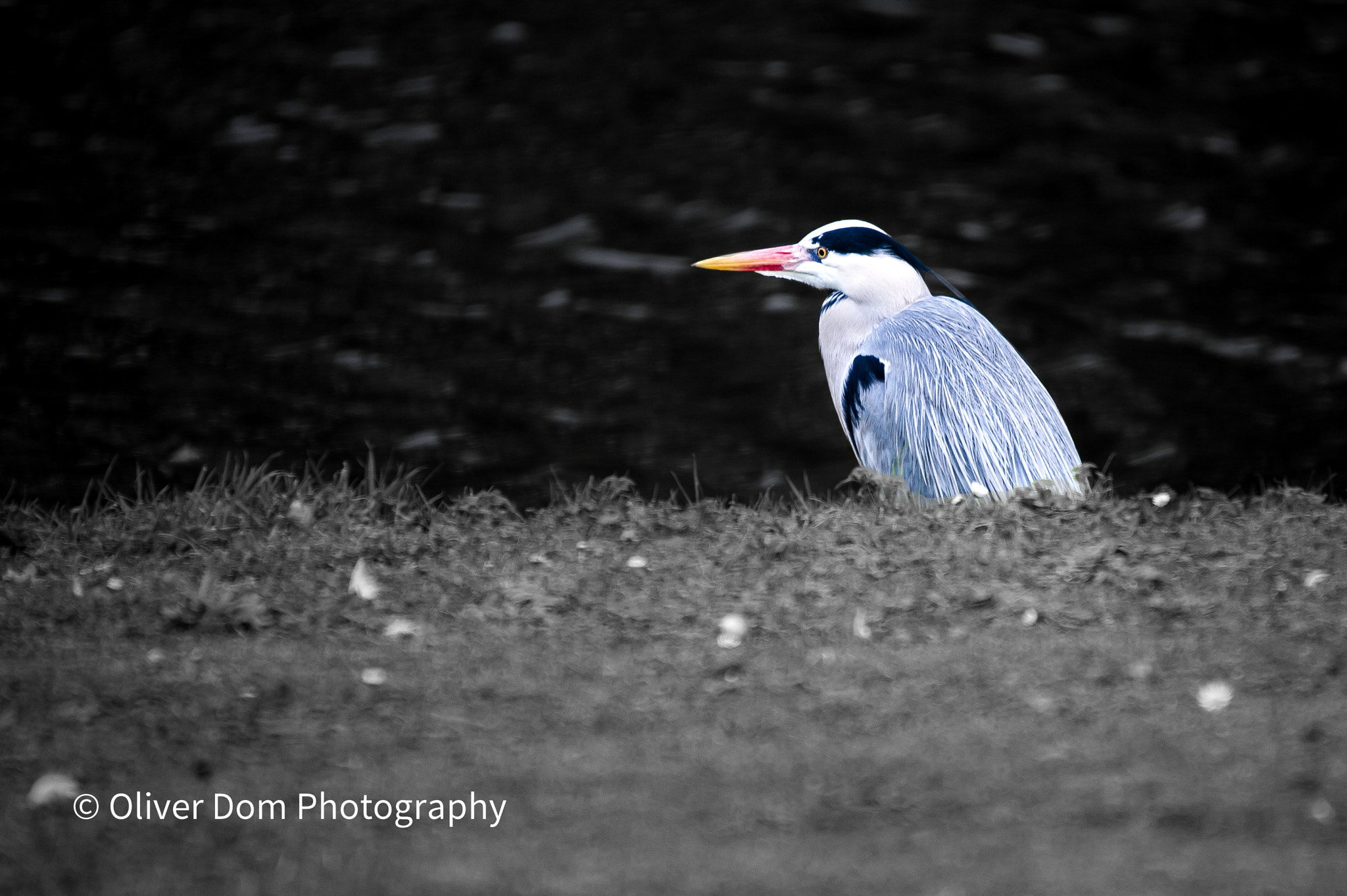 Sigma 120-400mm F4.5-5.6 DG OS HSM sample photo. Relax photography