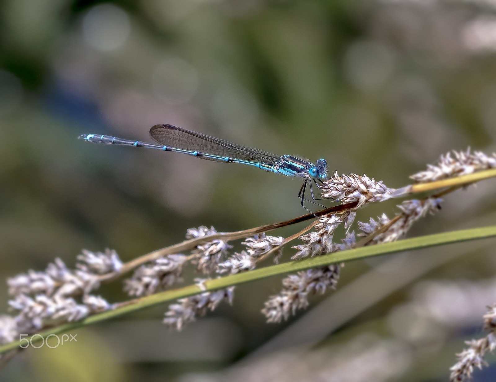Canon EF 100mm F2.8 Macro USM sample photo. Blue damselfly photography