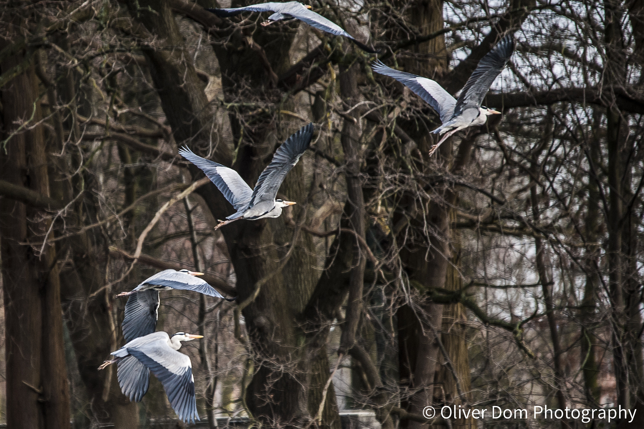 Sigma 120-400mm F4.5-5.6 DG OS HSM sample photo. Take off photography