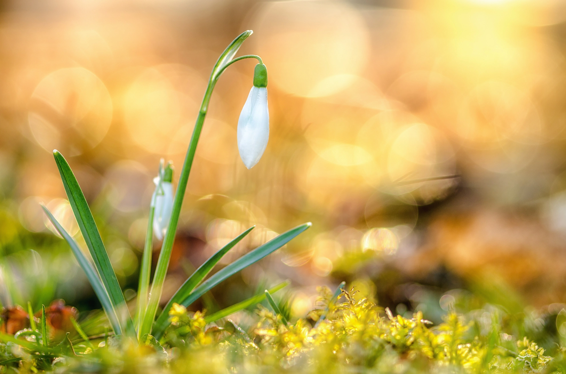 Nikon D7000 + Sigma 105mm F2.8 EX DG Macro sample photo. Shiny morning photography