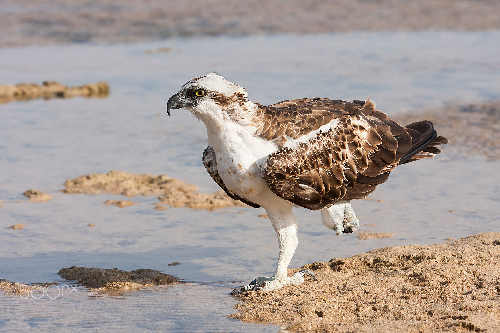 Canon EF 70-200mm F2.8L USM sample photo. Orlovec - wild photography