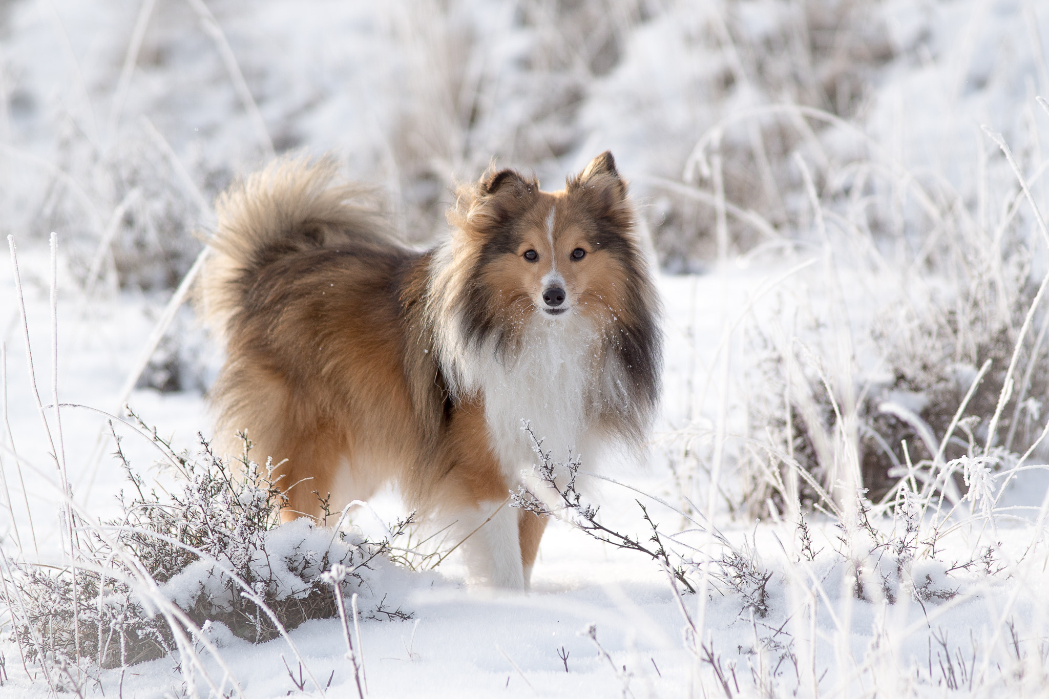 Minolta AF 80-200mm F2.8 HS-APO G sample photo. Last snow photography