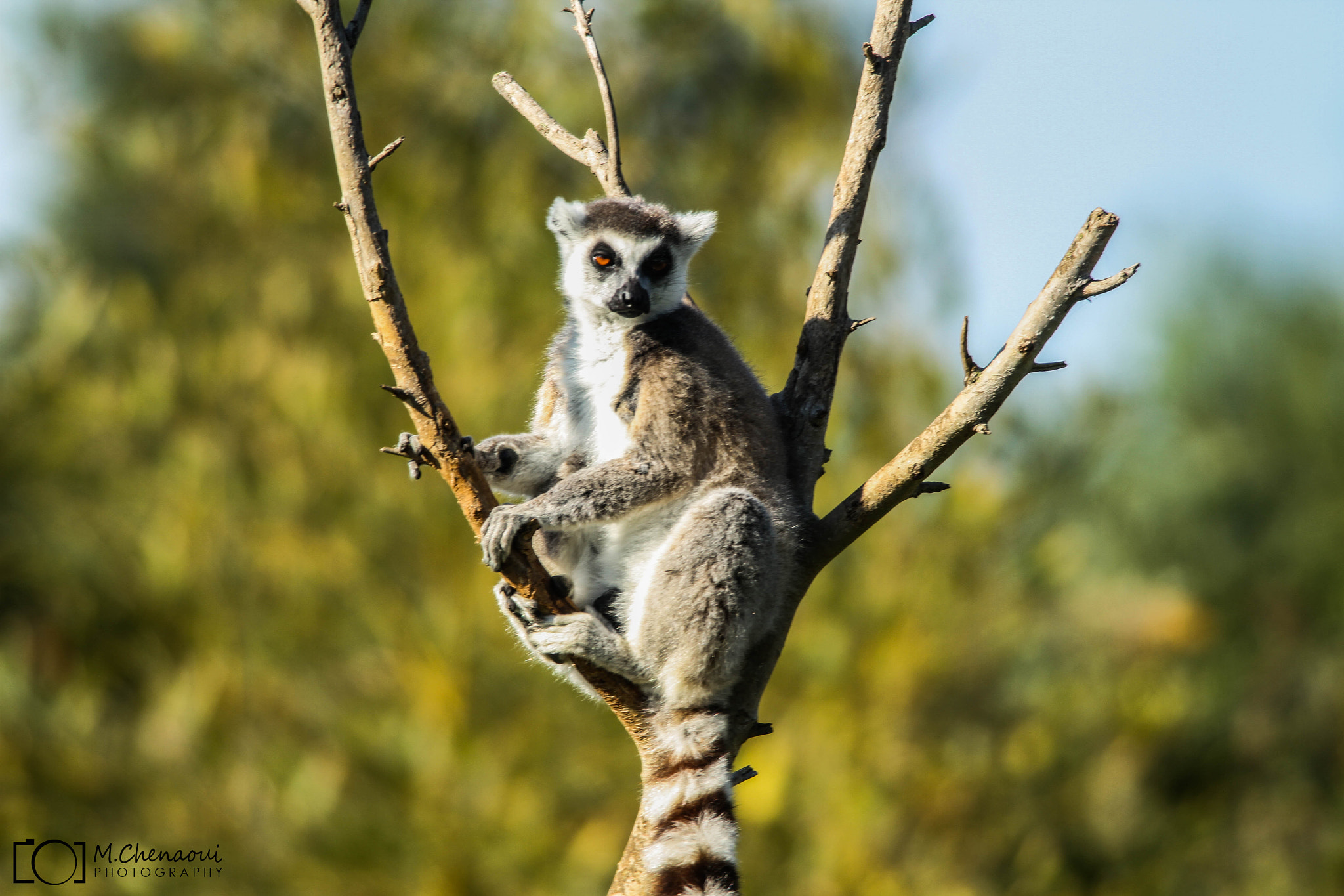 Canon EF 500mm f/4.5L + 1.4x sample photo