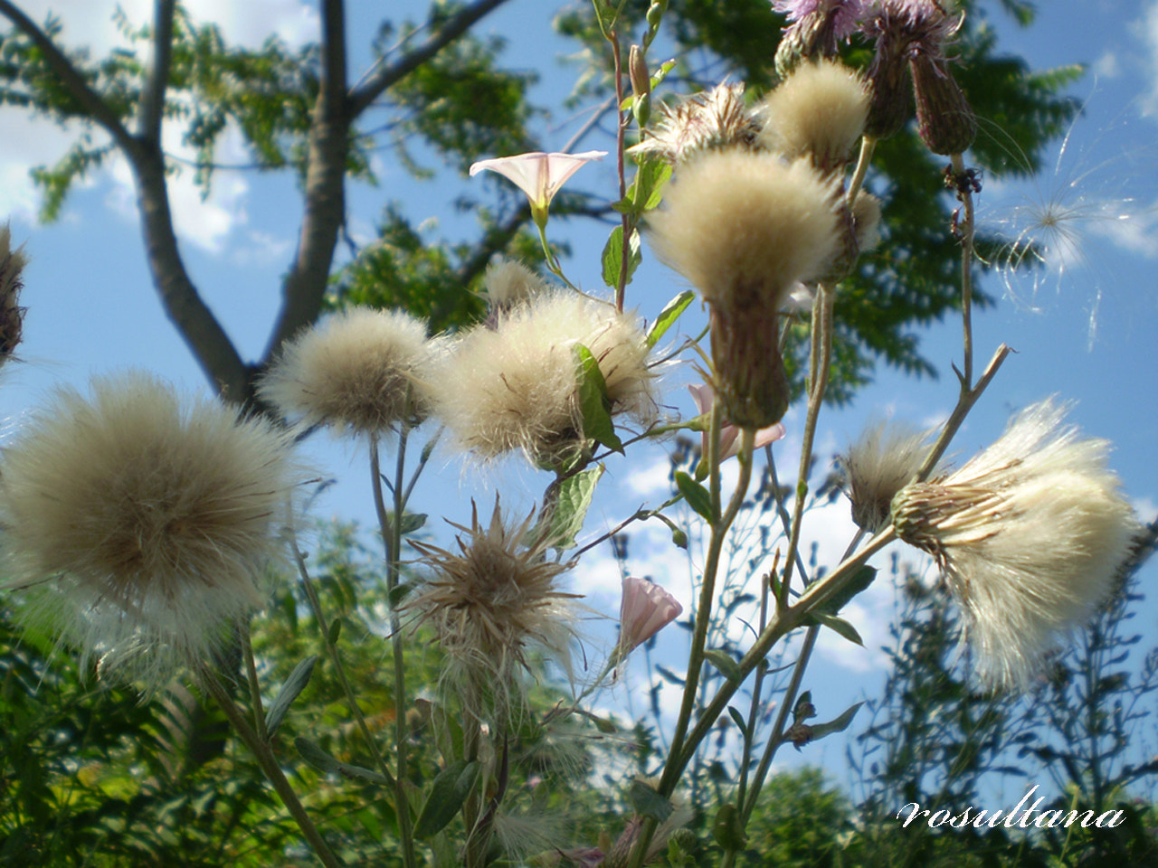 Olympus FE210,X775 sample photo. Wildflowers photography