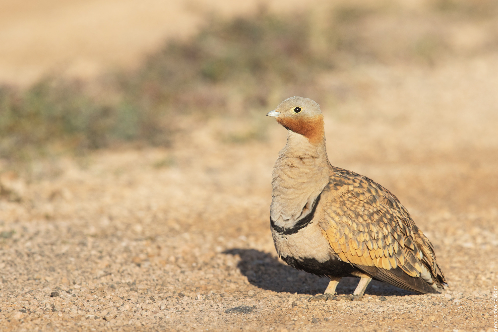 Canon EF 600mm F4L IS II USM sample photo. Black-bellied sandgrouse | sandflughuhn photography